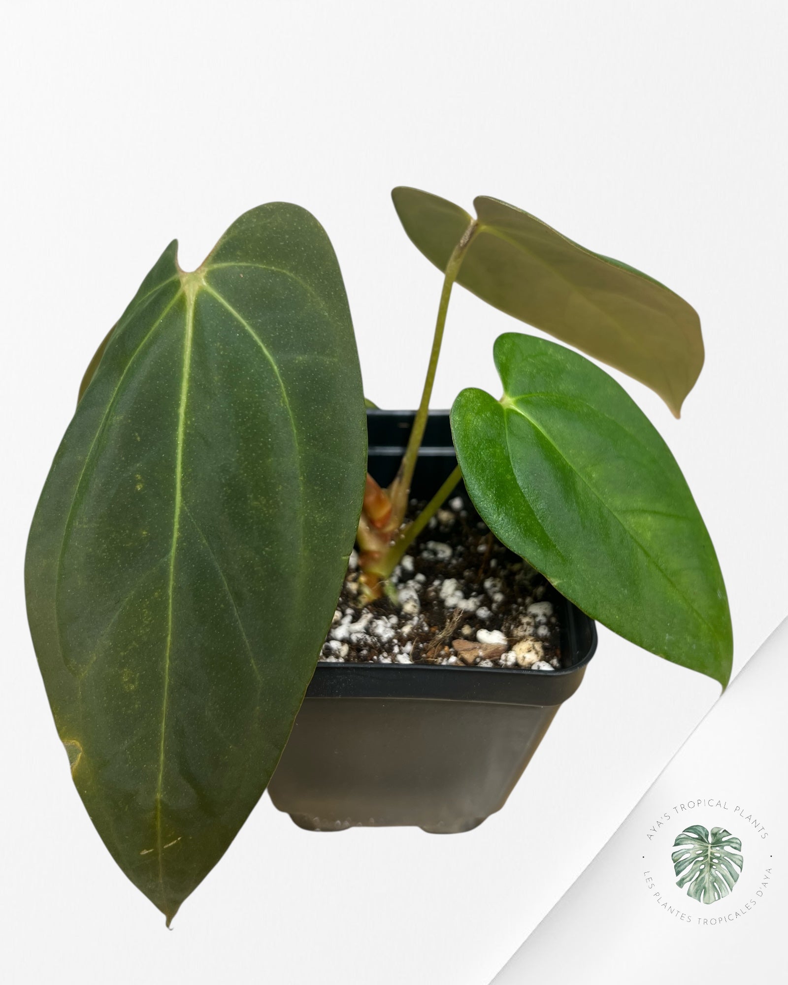 Anthurium papillilaminum - AP5