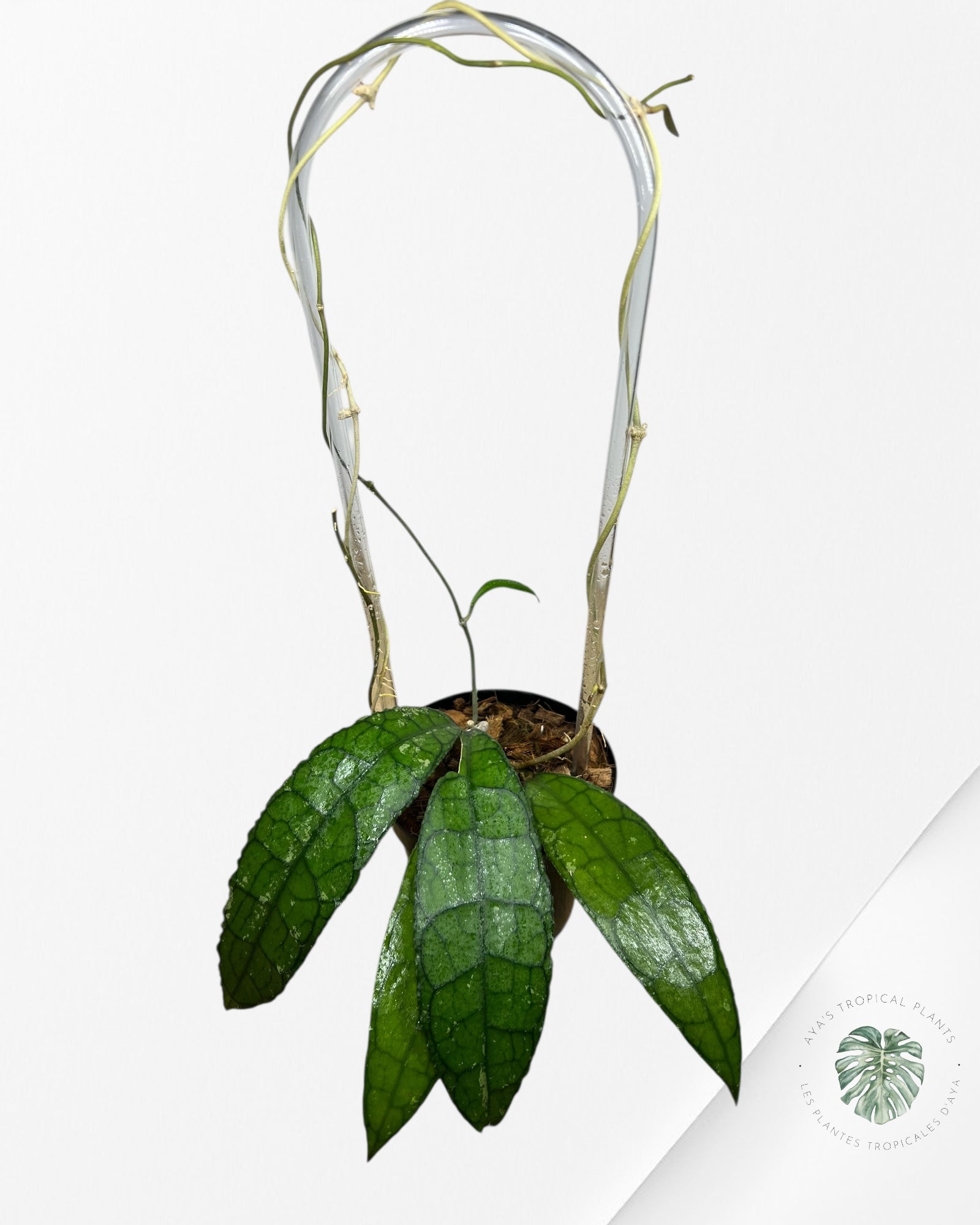 Hoya Clemensiorum - F2