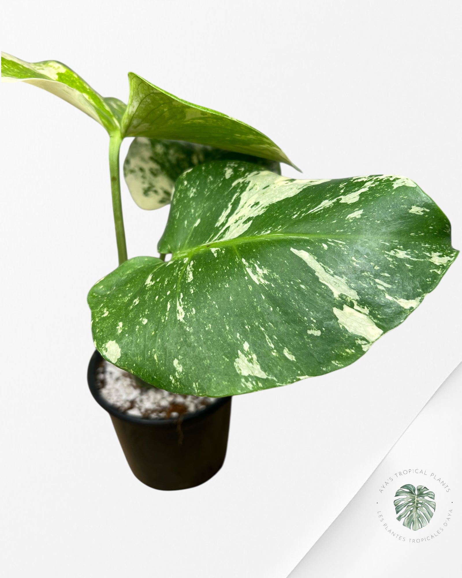 Monstera Mint - 86