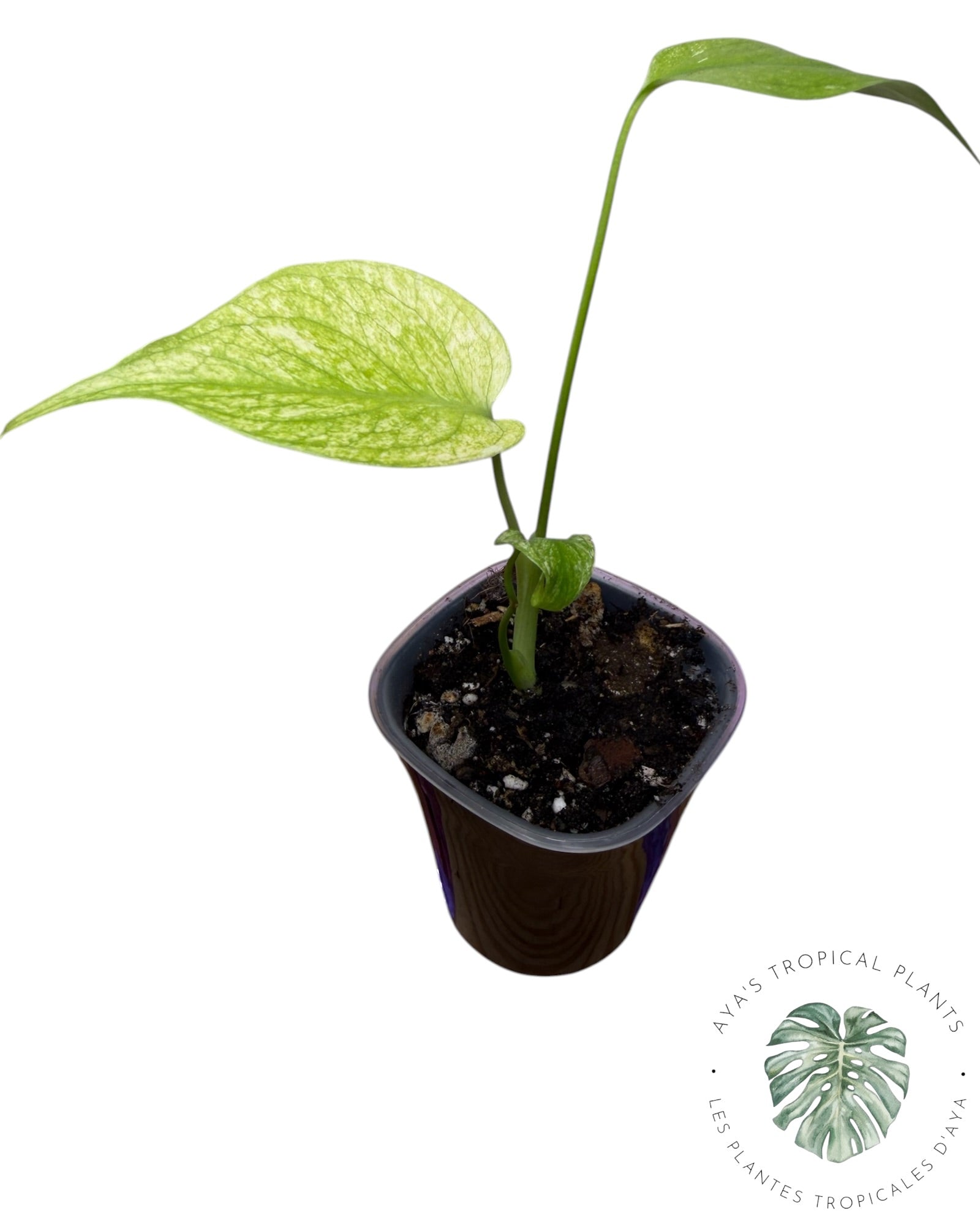 Monstera White Monster