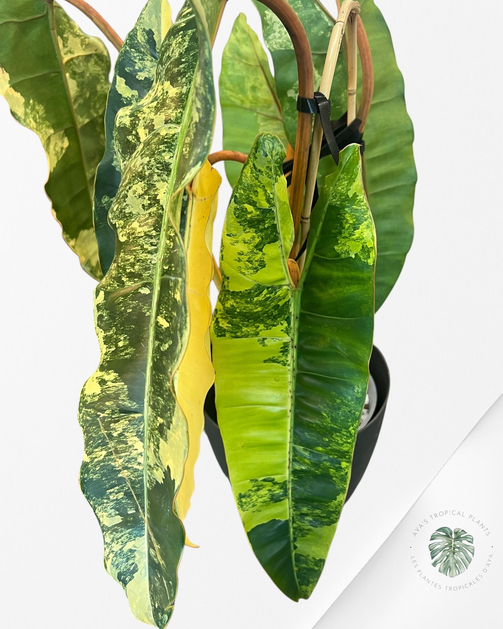 Philodendron Billietiae Variegated-C (XXL)