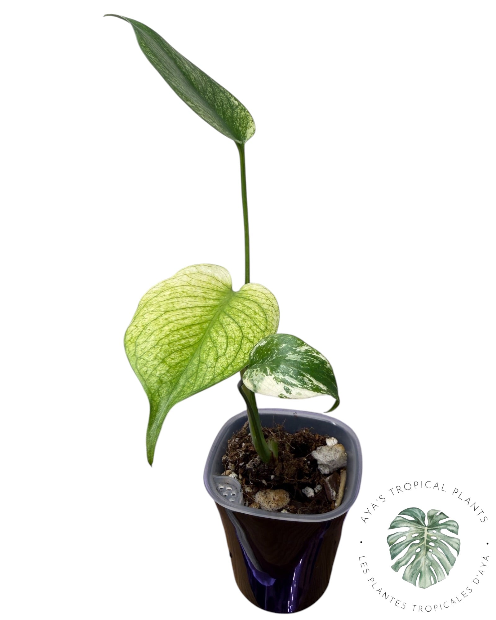 Monstera White Monster