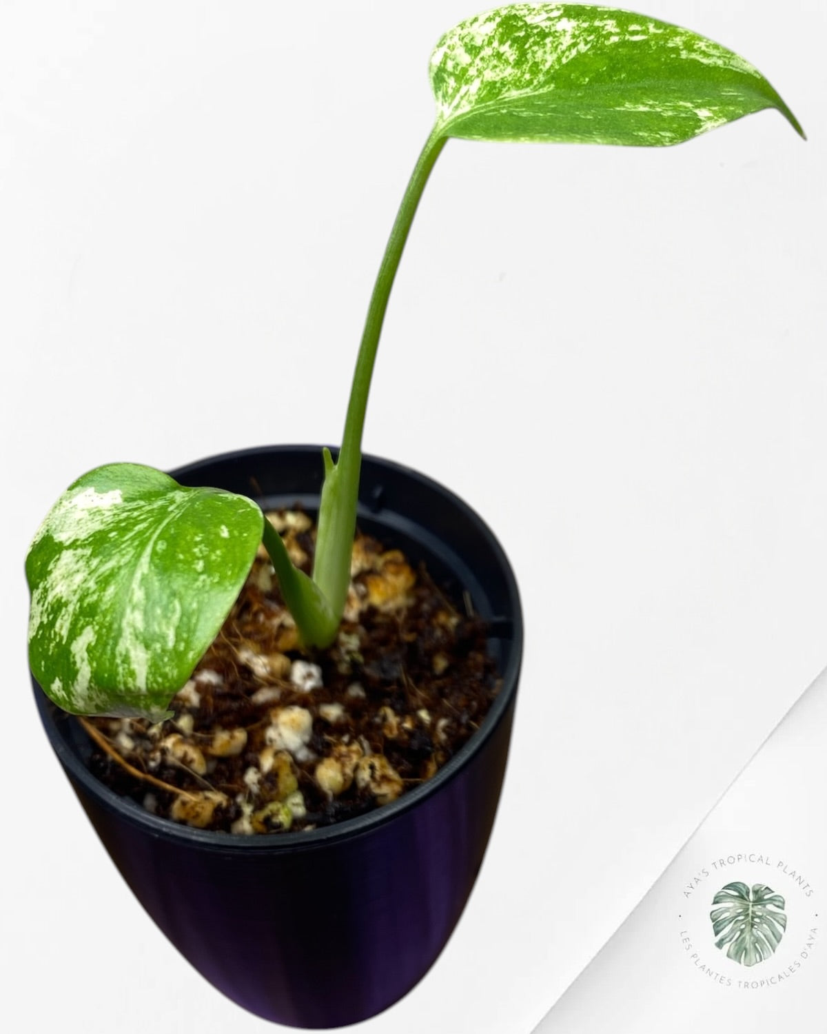 Monstera Deliciosa “Starlight”
