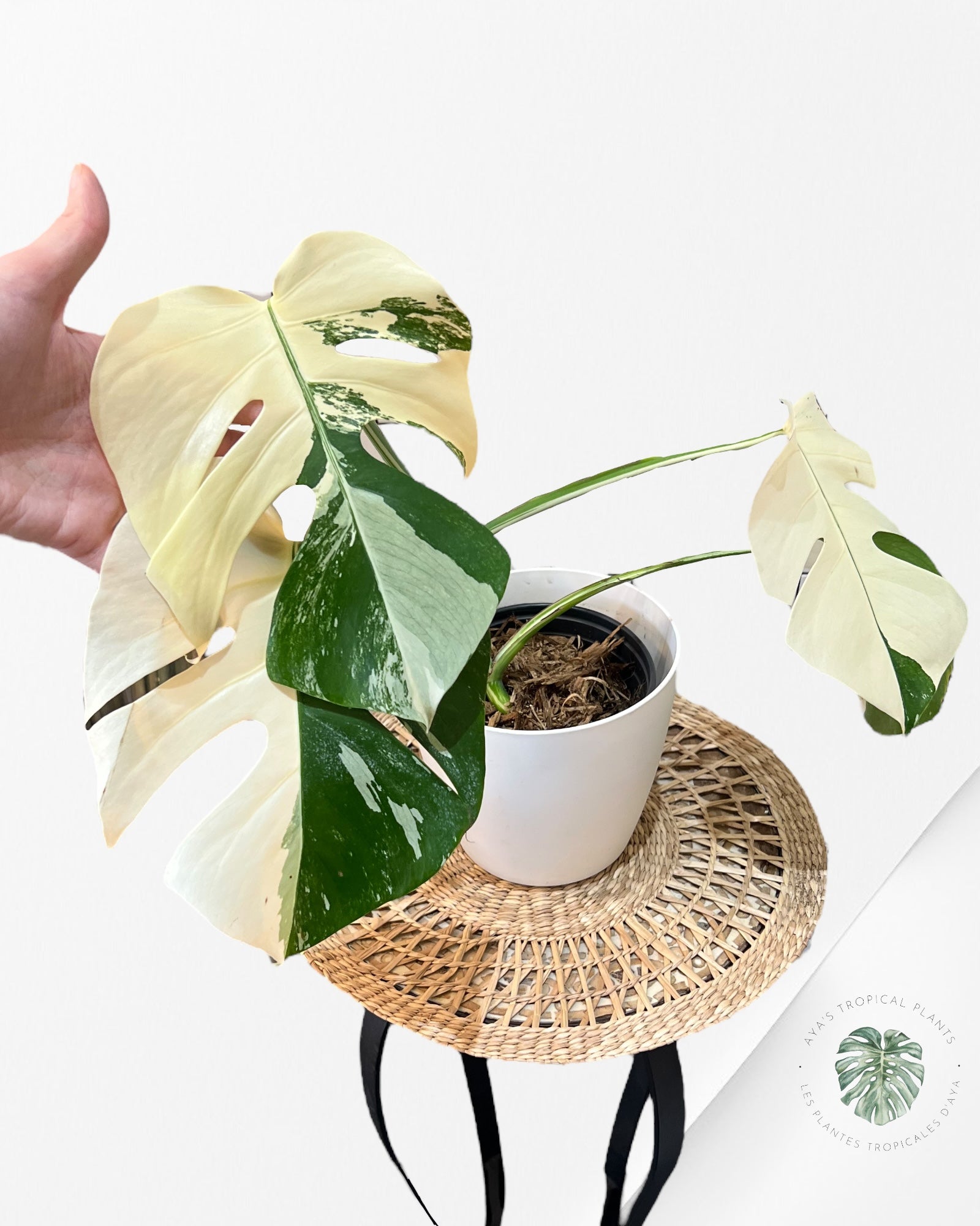 Monstera  Borsigiana Albo-JA15