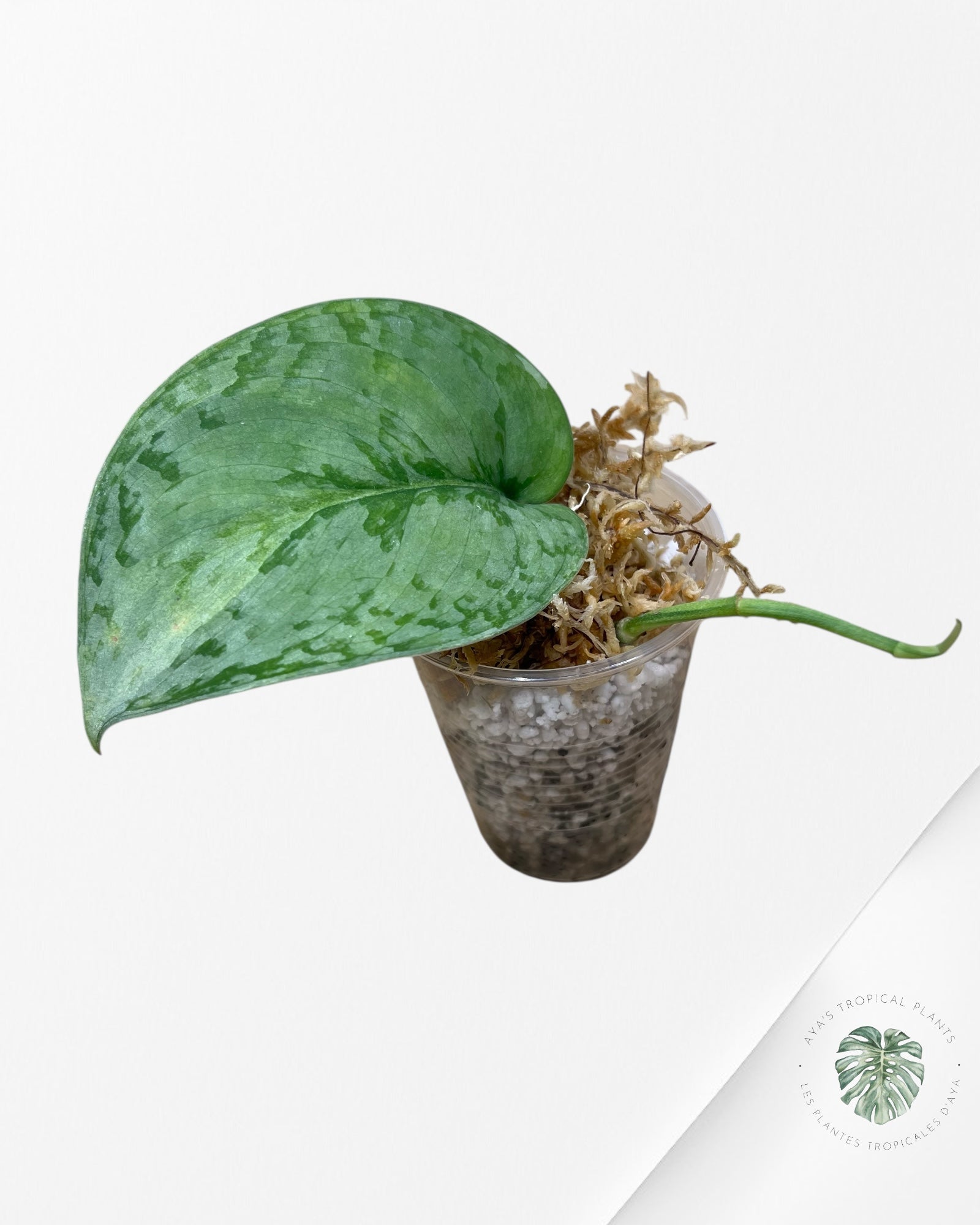 Scindapsus Nirmala - N1