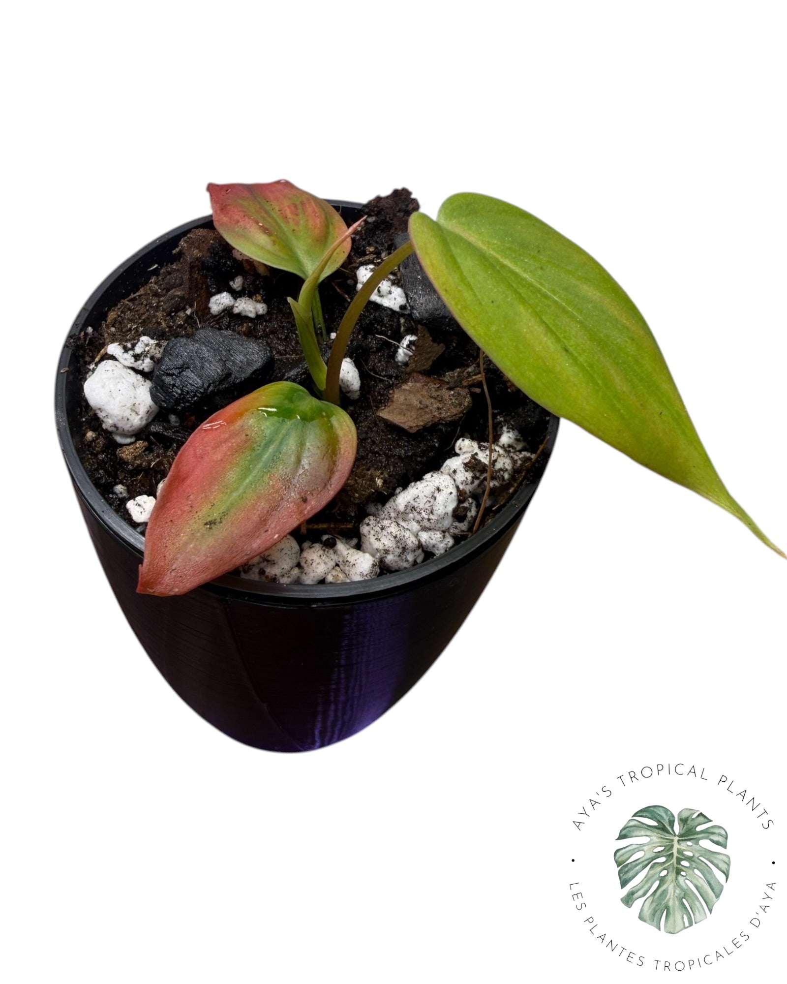 Philodendron Micans Panaché – Tons Roses