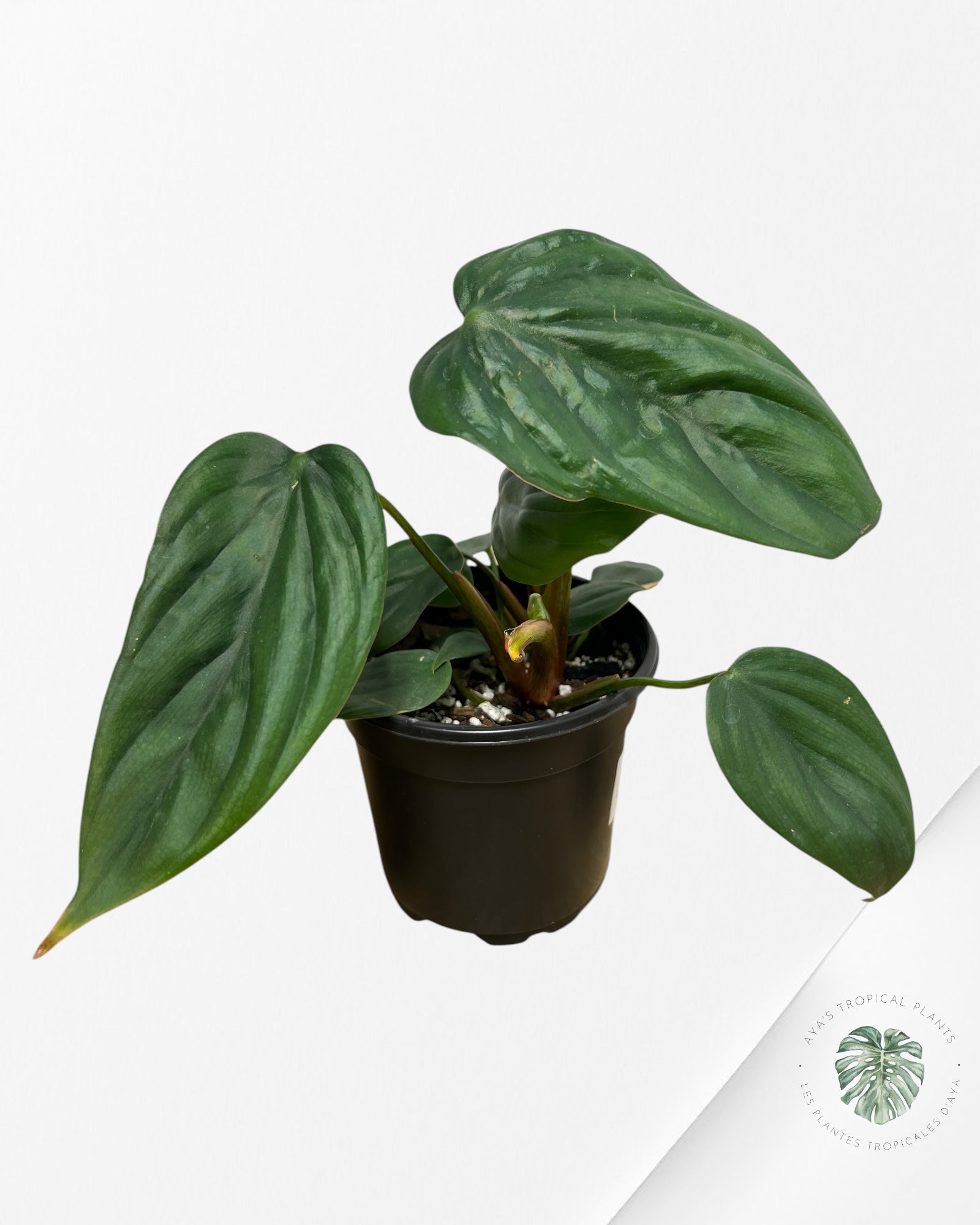 Philodendron Colombie - 02