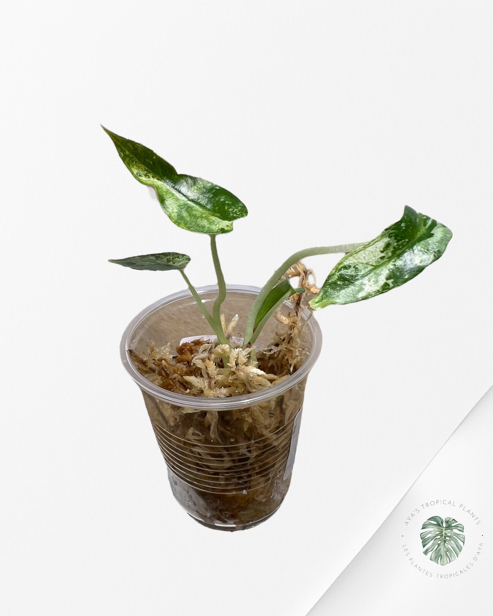 Alocasia Bambino Variegated - 42