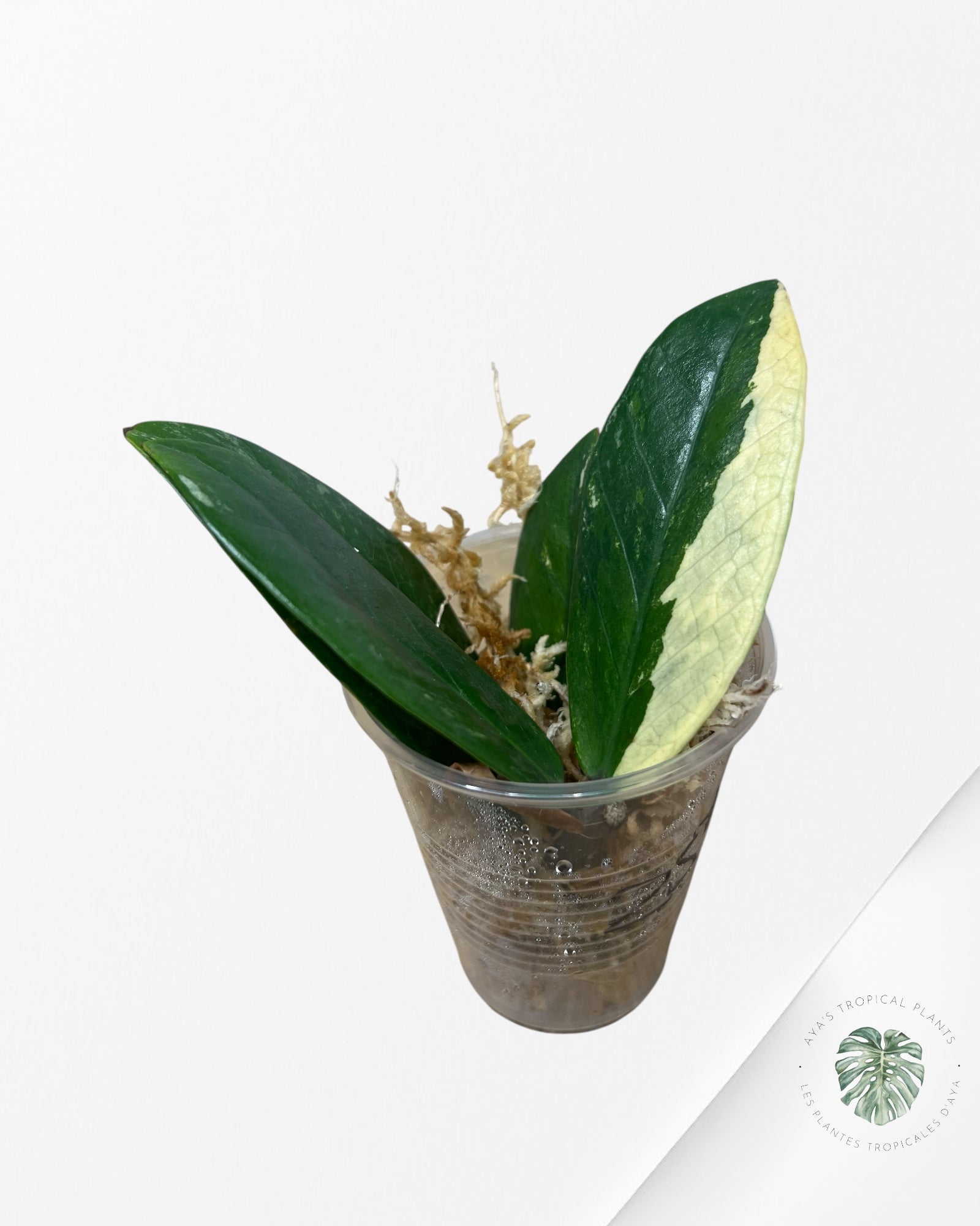Zamioculcas Zamiifolia ZZ Variegated - Z1