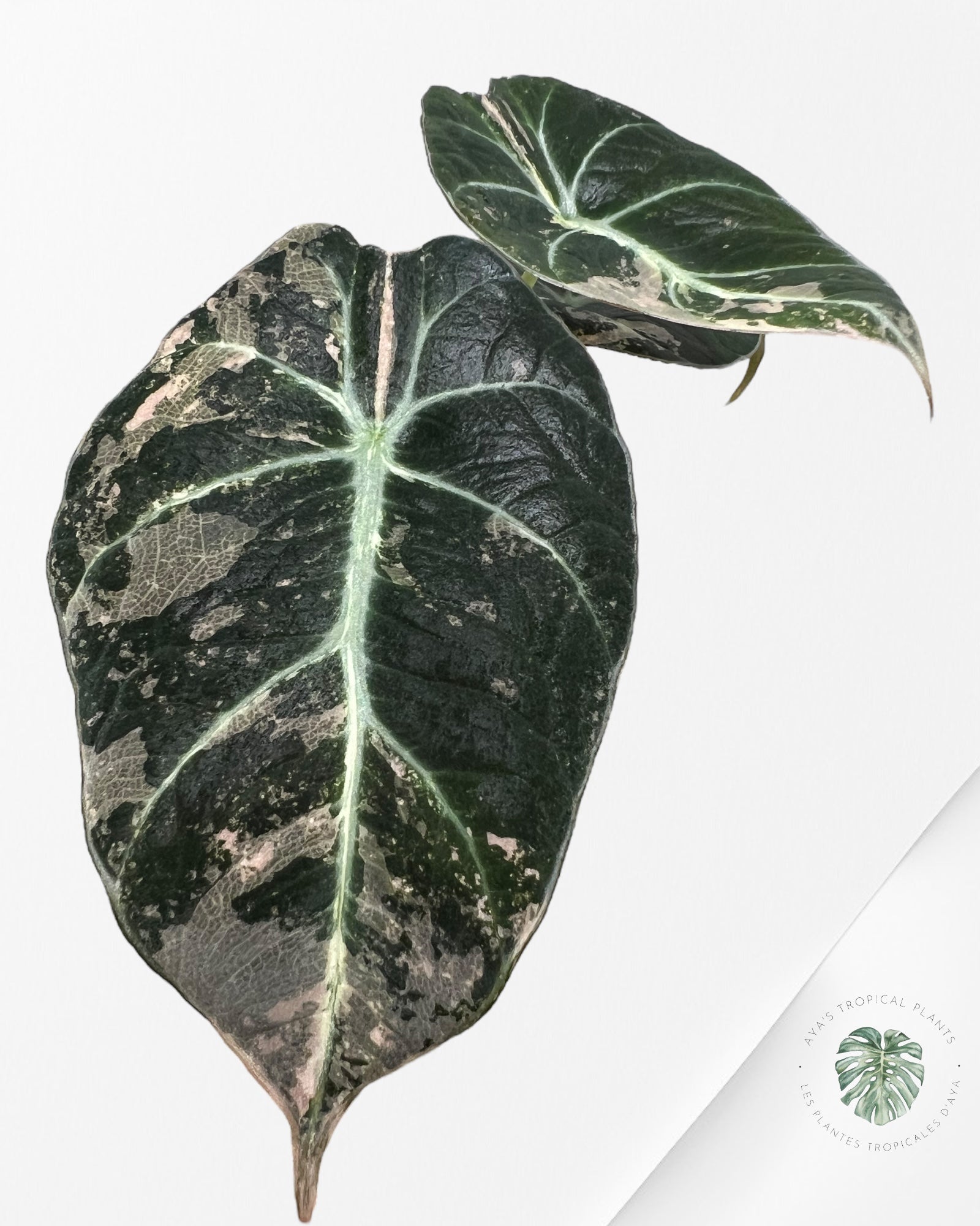 Alocasia Black Velvet Pink-G