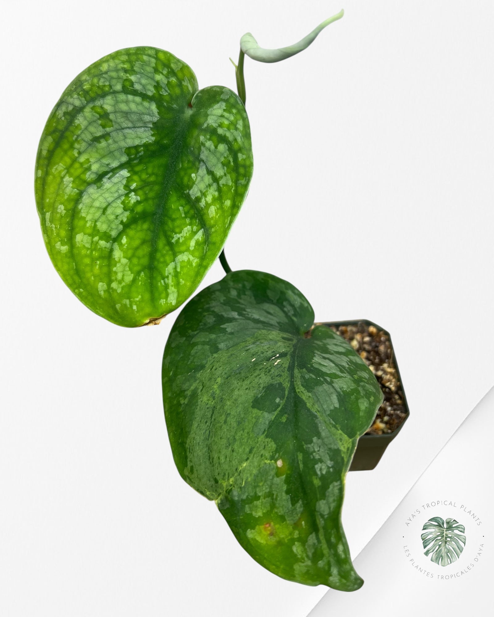 Scindapsus Exotica Mejile - LA
