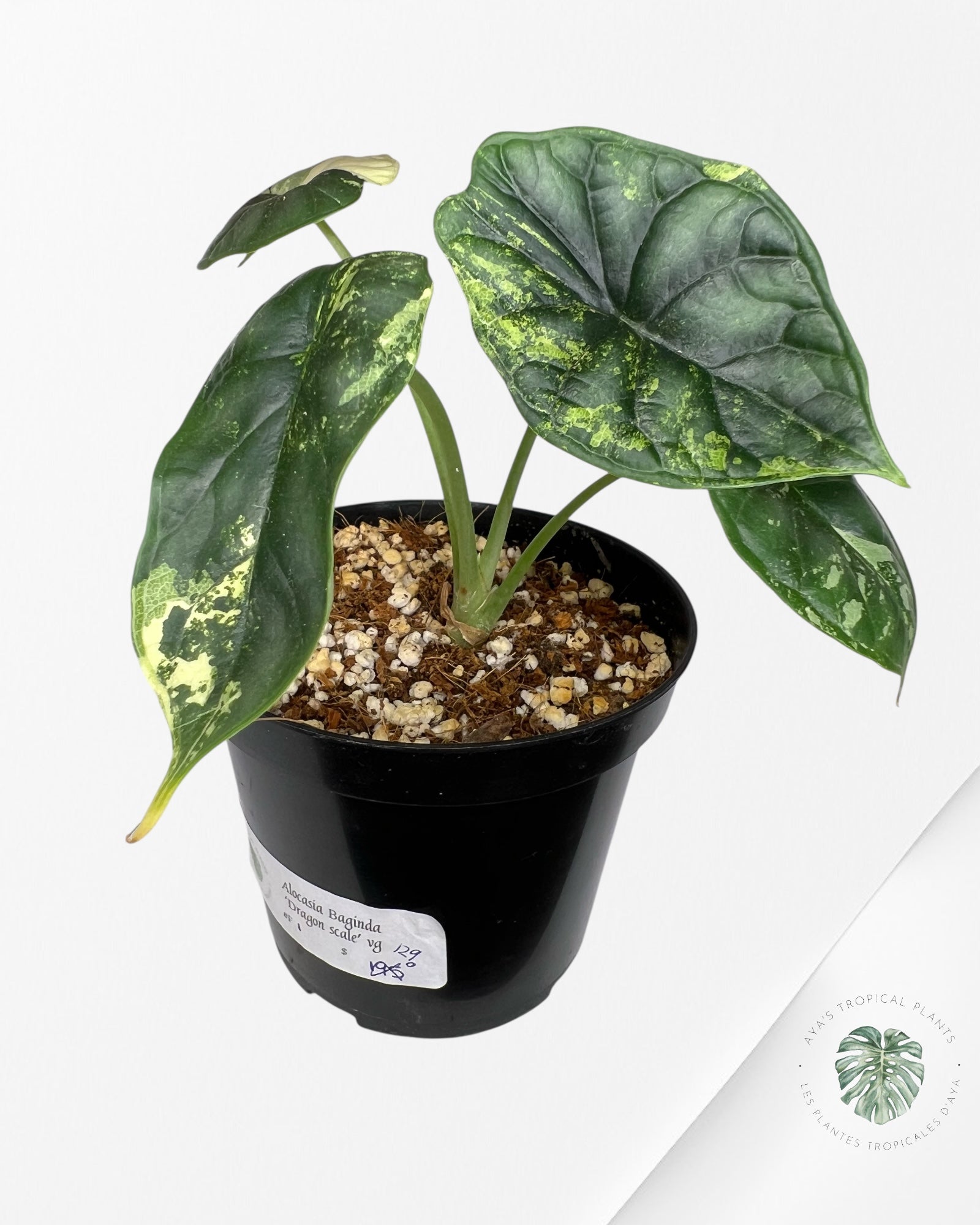 Alocasia baginda ' Dragon Scale’ variegated - F1