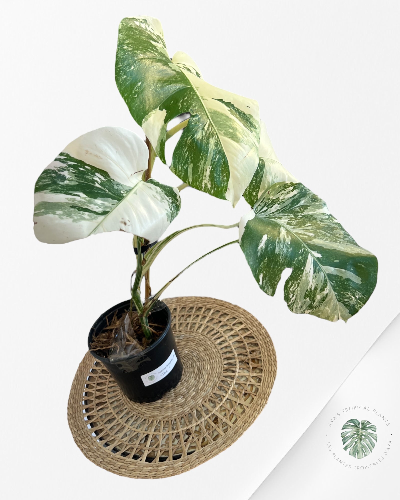 Monstera Borsigiana Albo-JA8