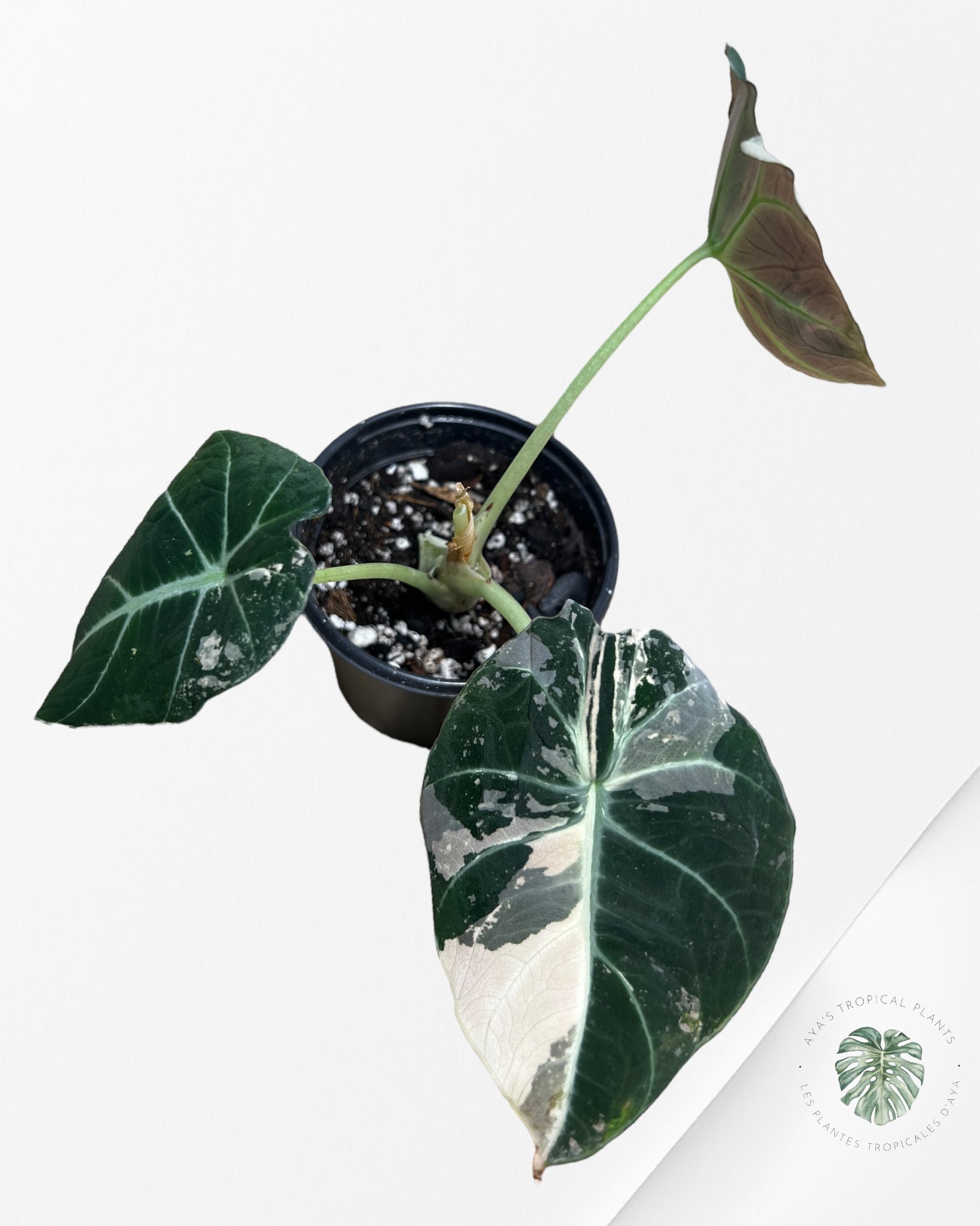 Alocasia Black Velvet Pink-D