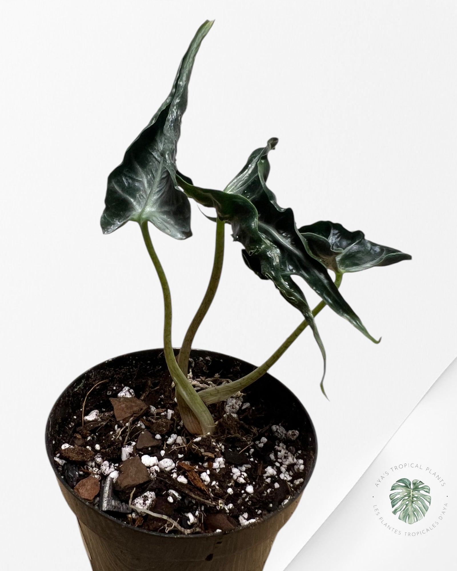 Alocasia LOCO-A