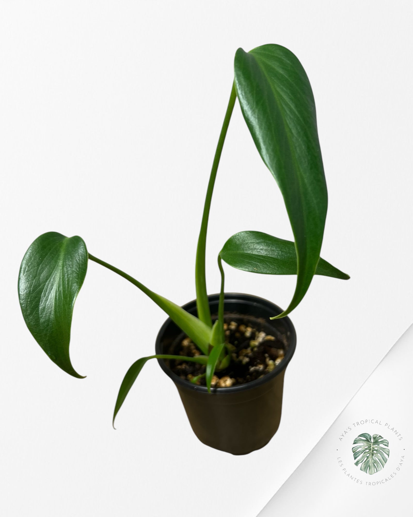 Monstera Burle Marx Flame - AA