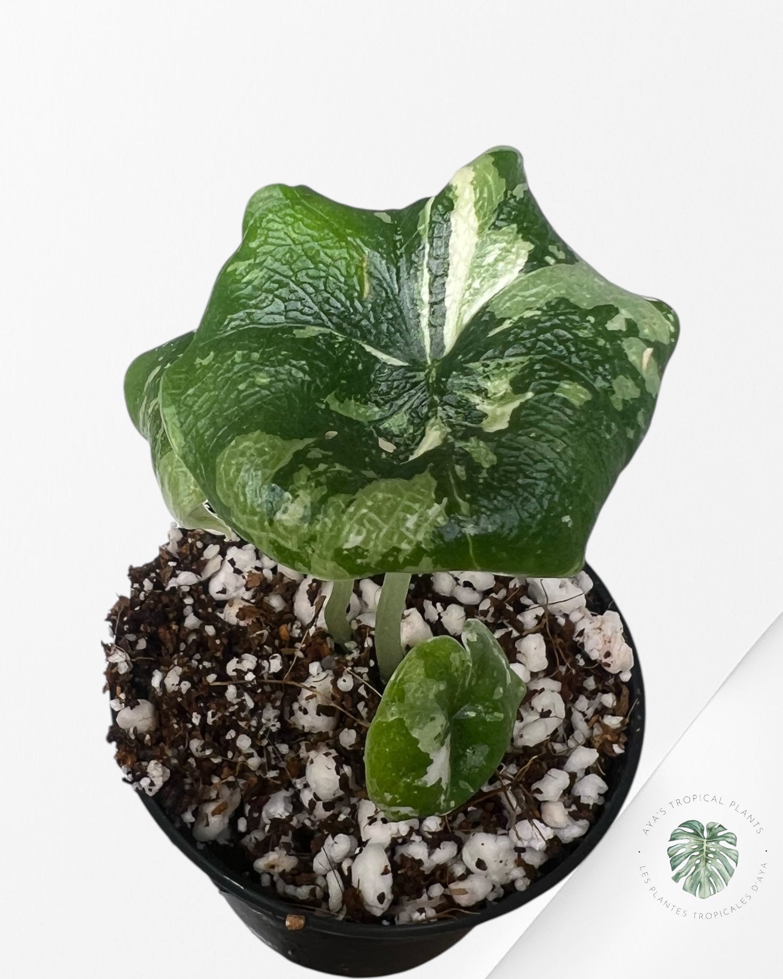 Alocasia Melo Albo Variagated-TC6