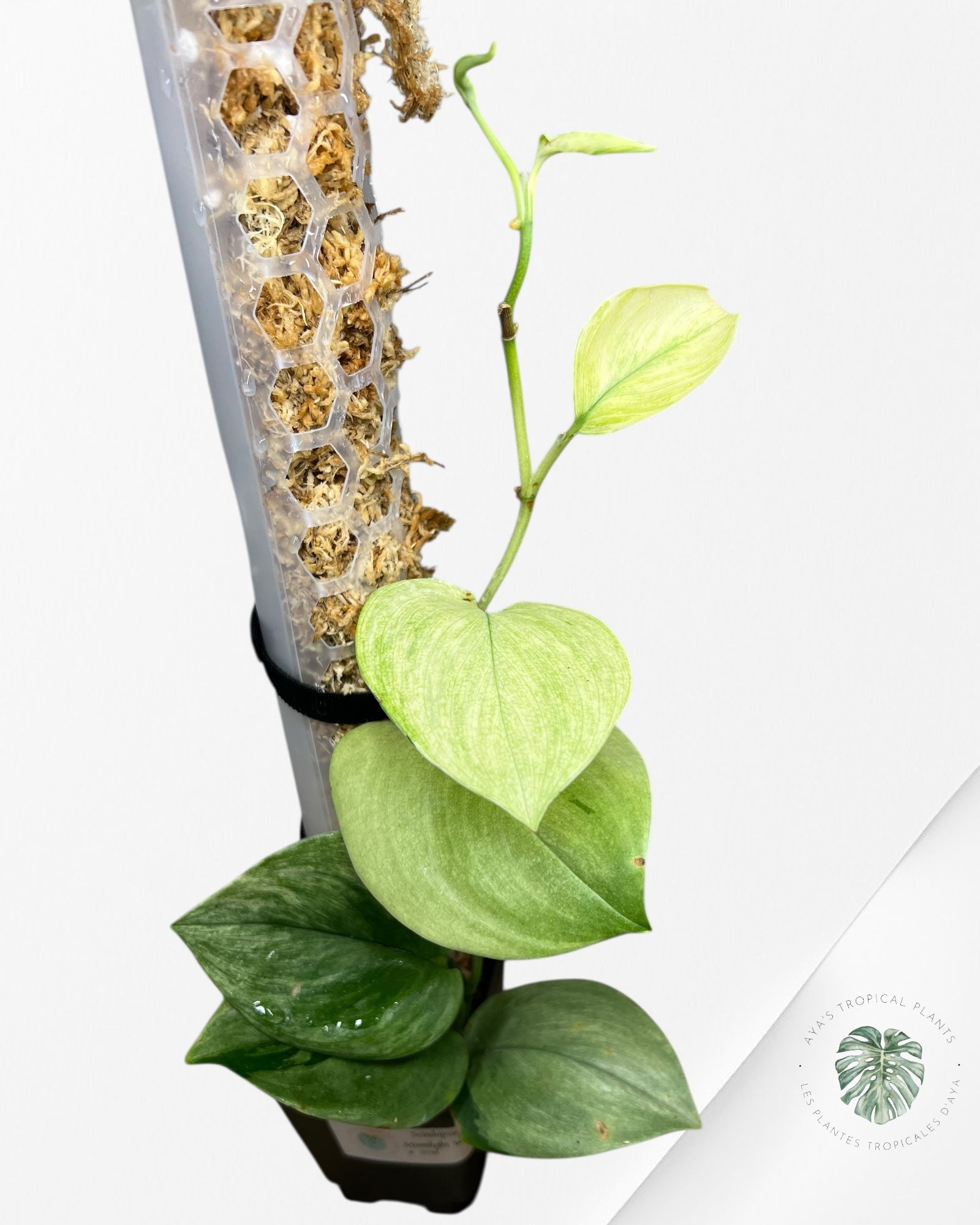 Scindapsus Treubii Moonlight White Mint - STM06
