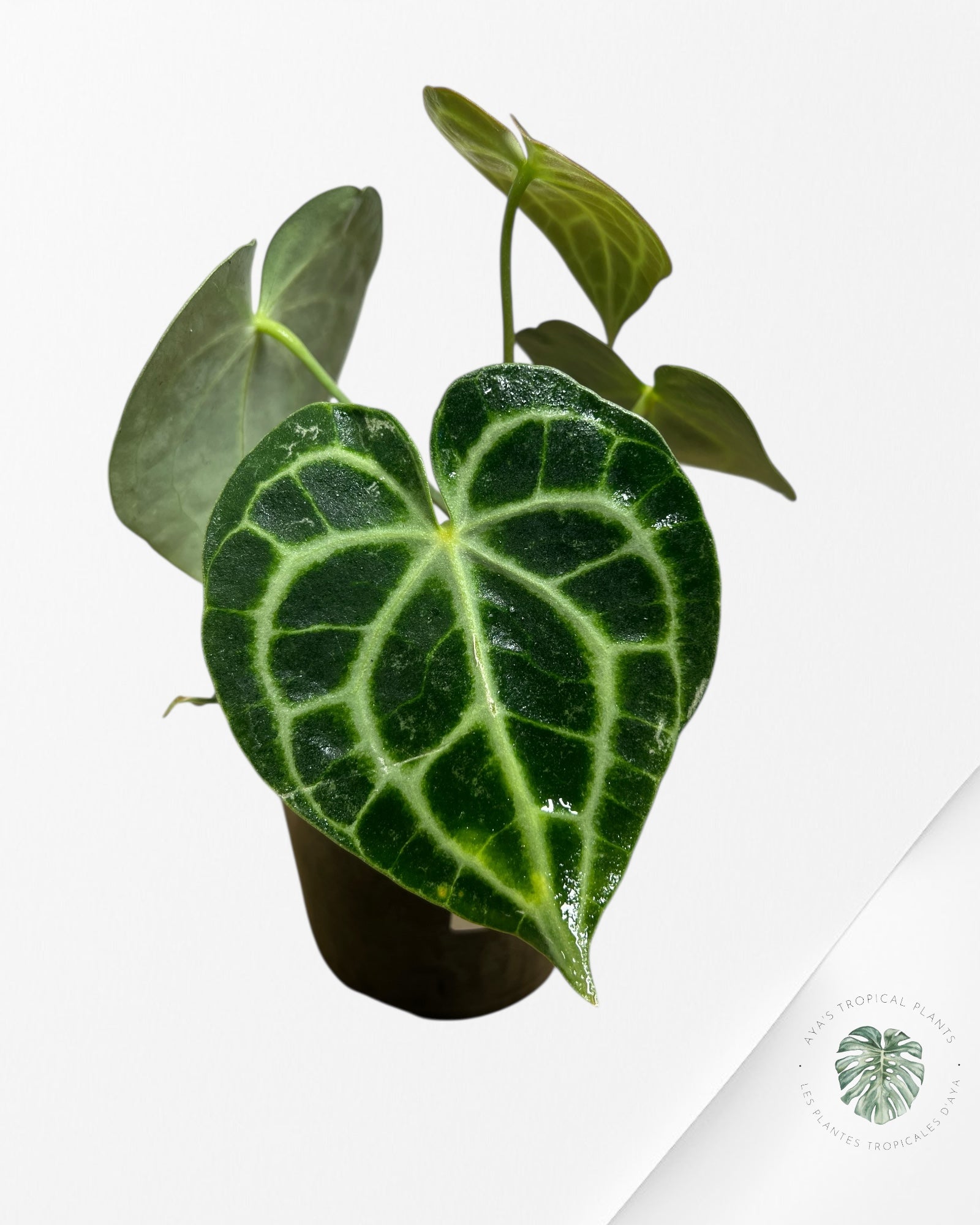 Anthurium Clarinervium KING - 94