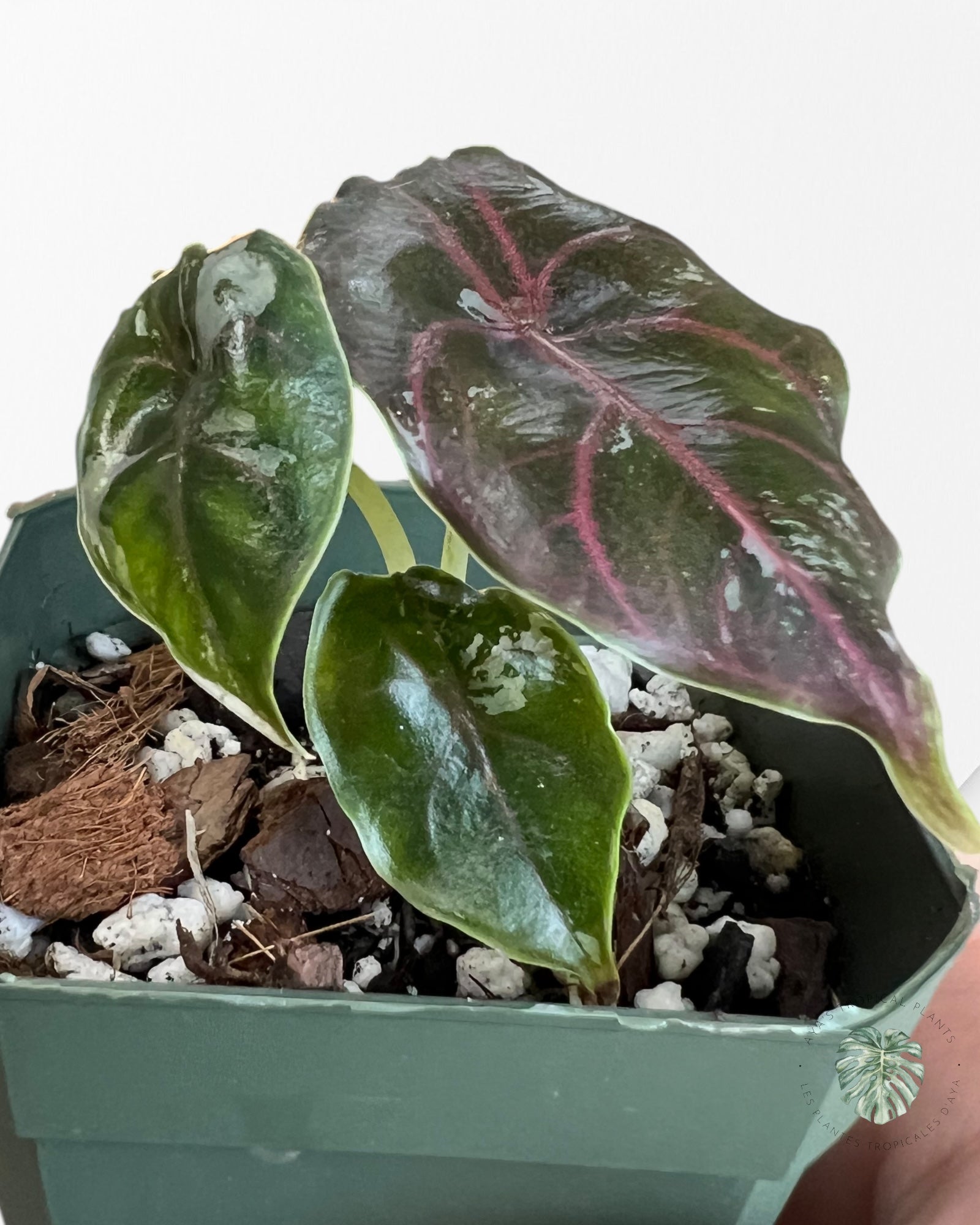 Alocasia Azlanii variegated-AAV3