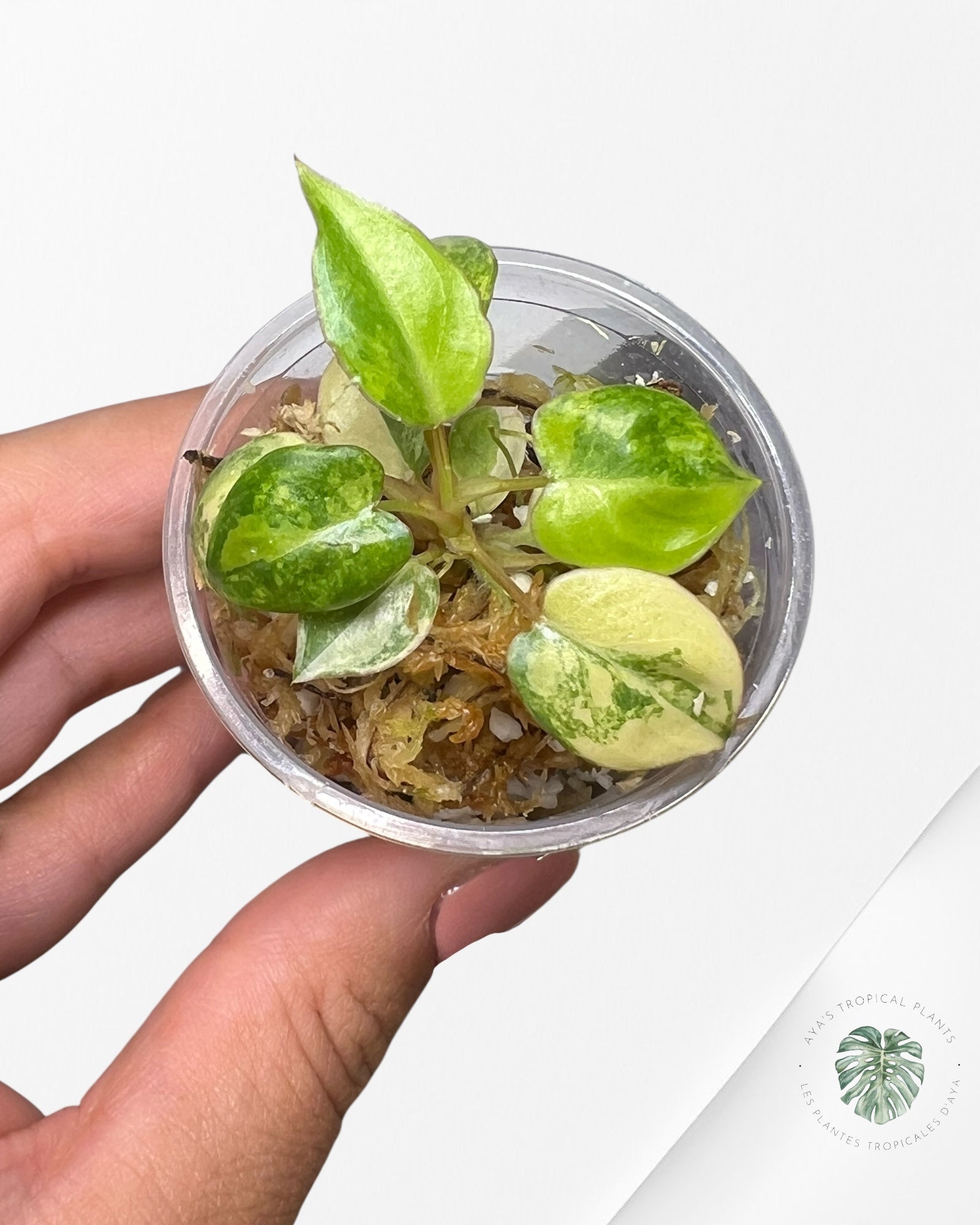 Philodendron Billietiae Variegated - TC4