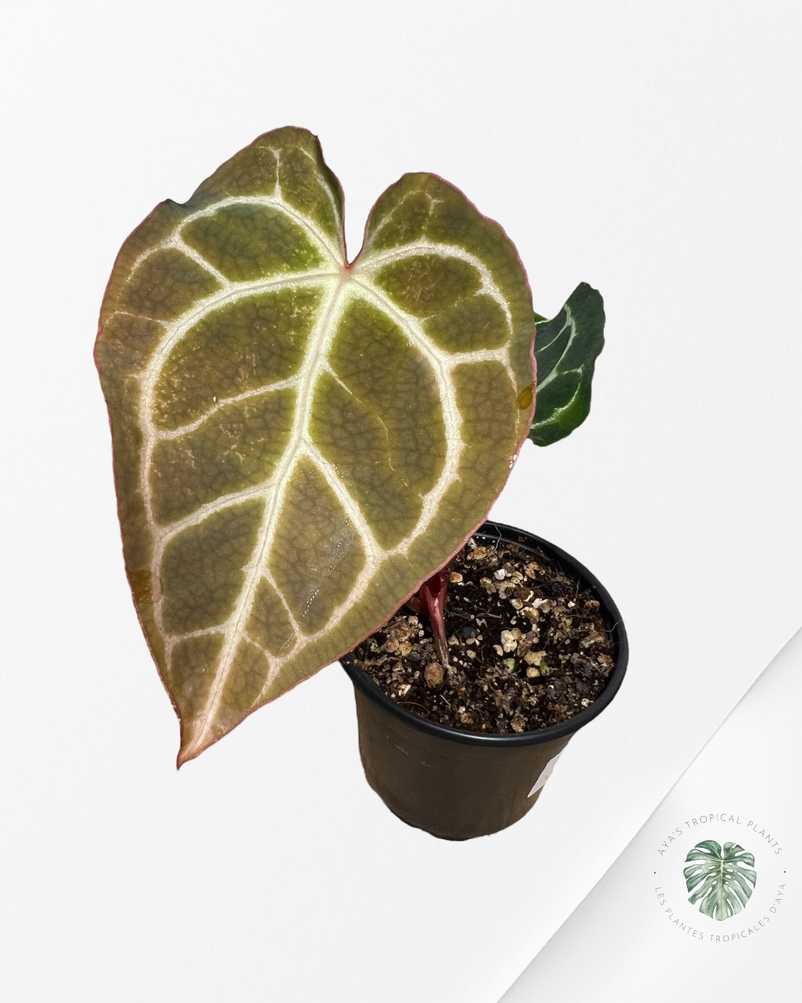 Anthurium Crystallinum - B