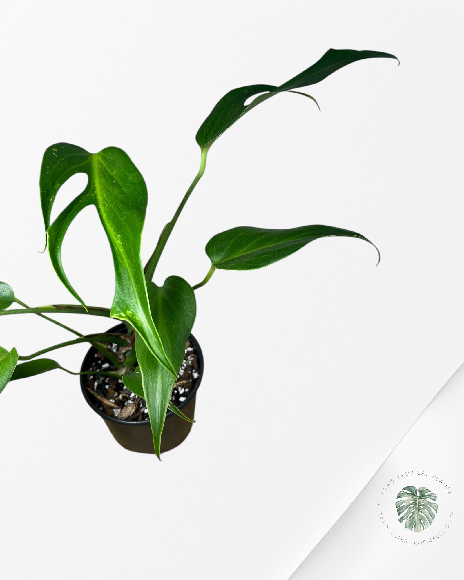 Monstera Burle Marx Flame - 89