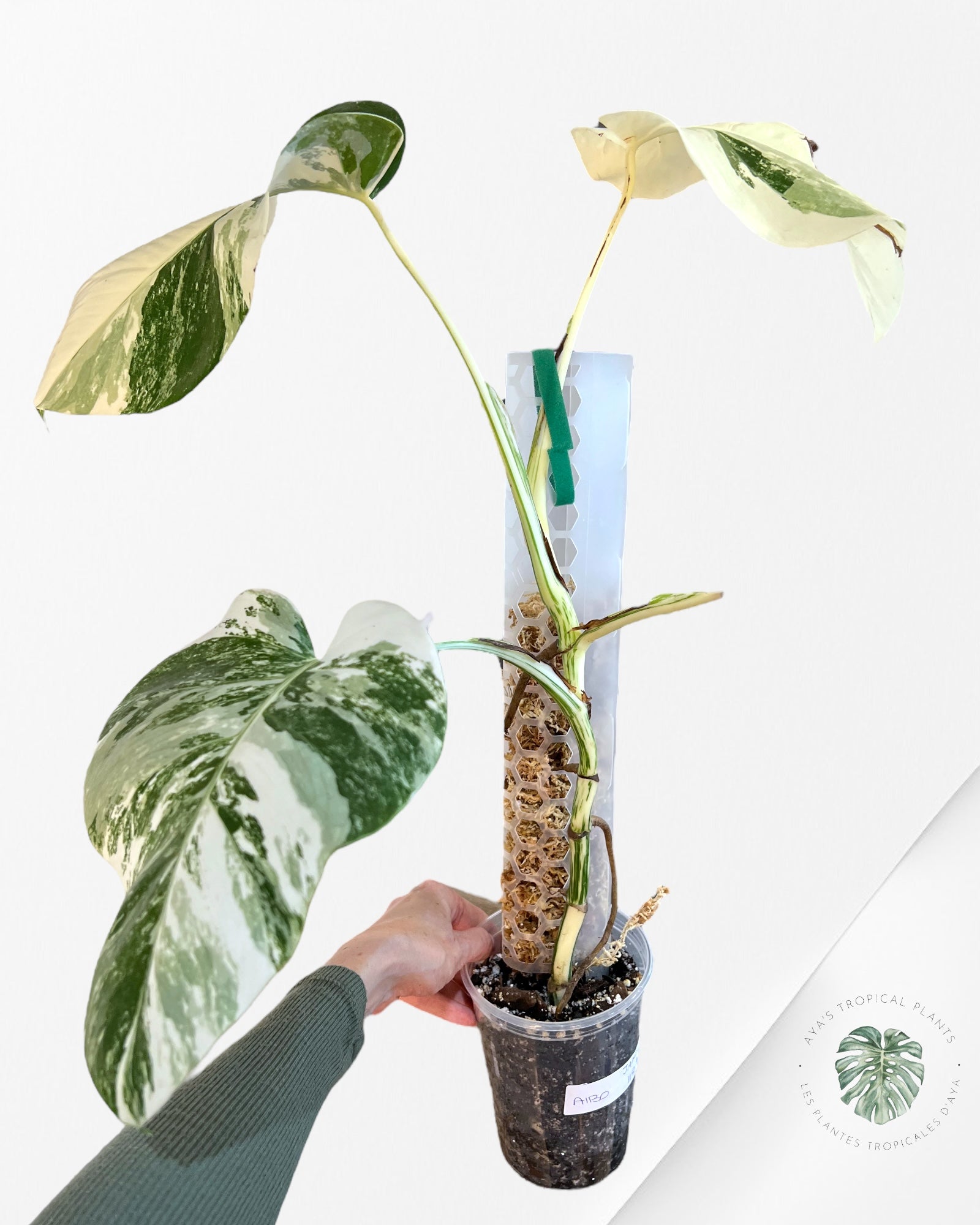 Monstera Borsigiana Albo-JAM5