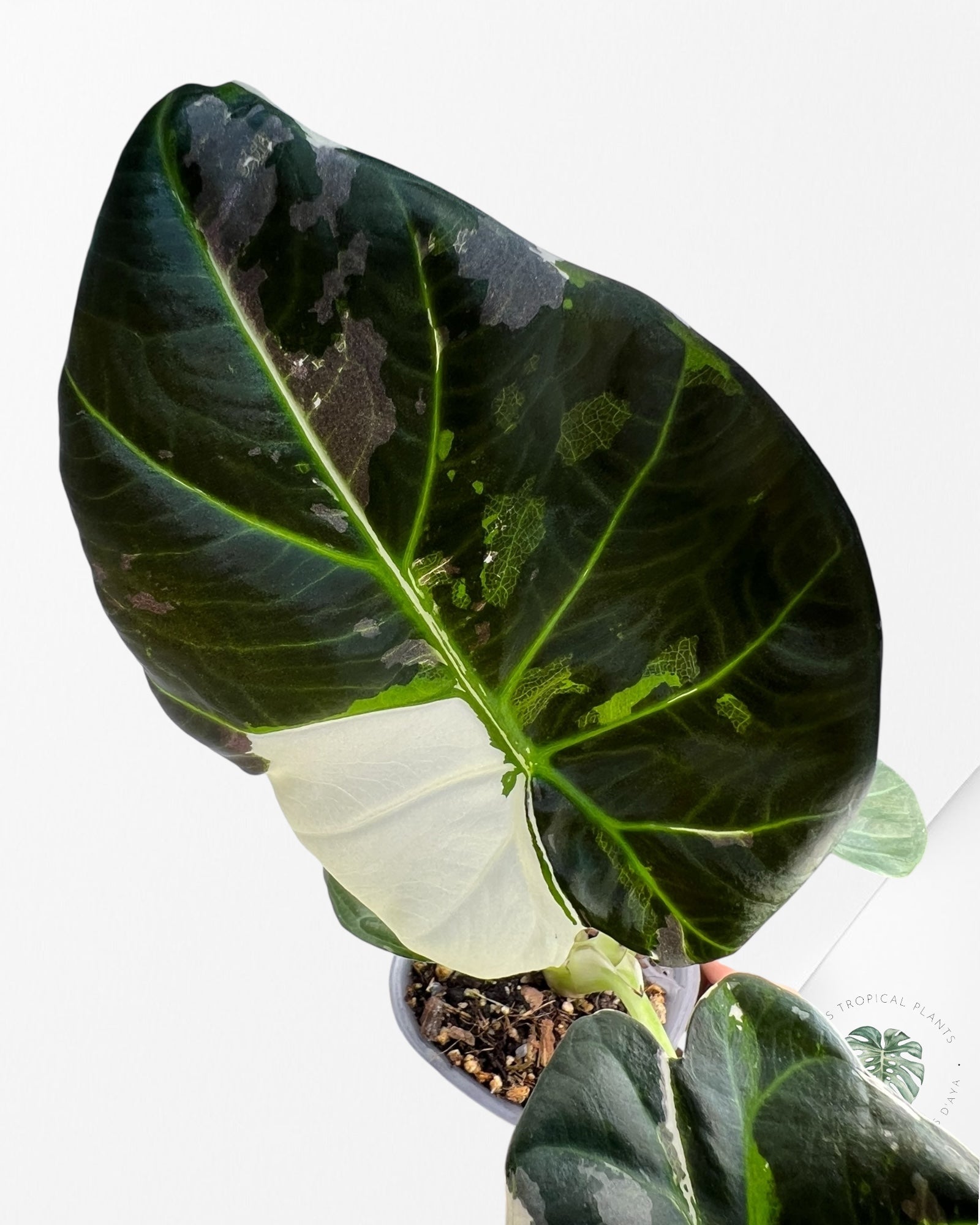 Alocasia Regal Shield Albo