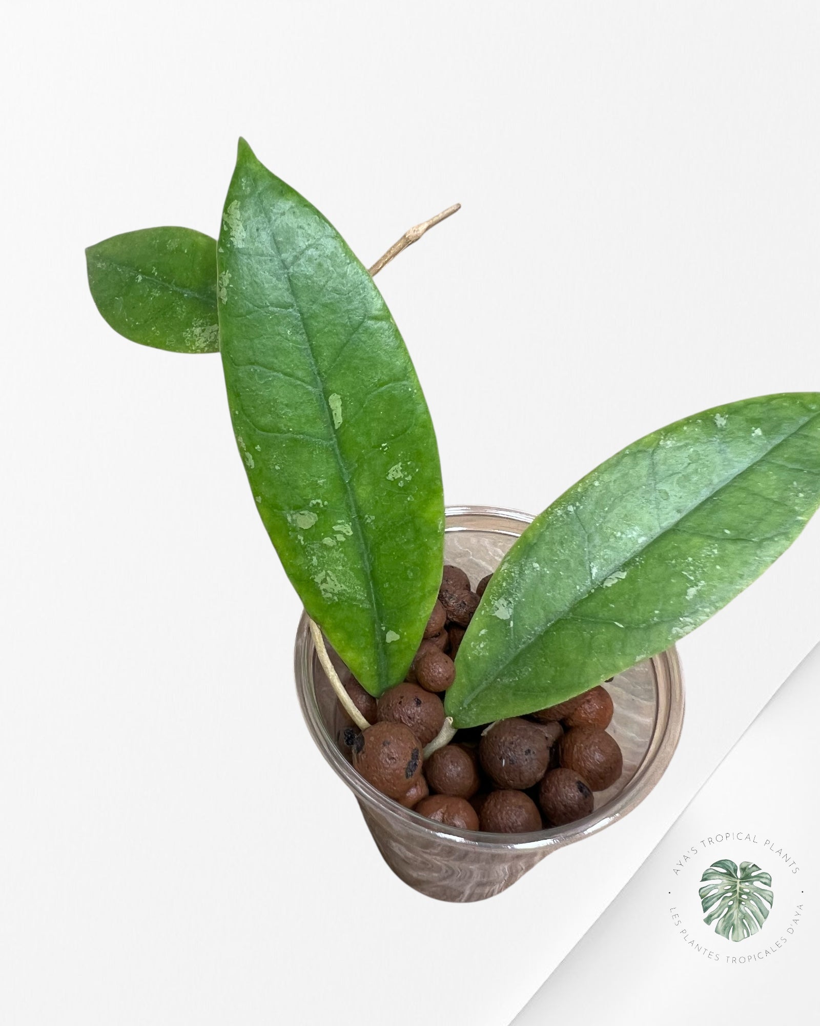 Hoya finlaysonii splash (Big leaves) - F4