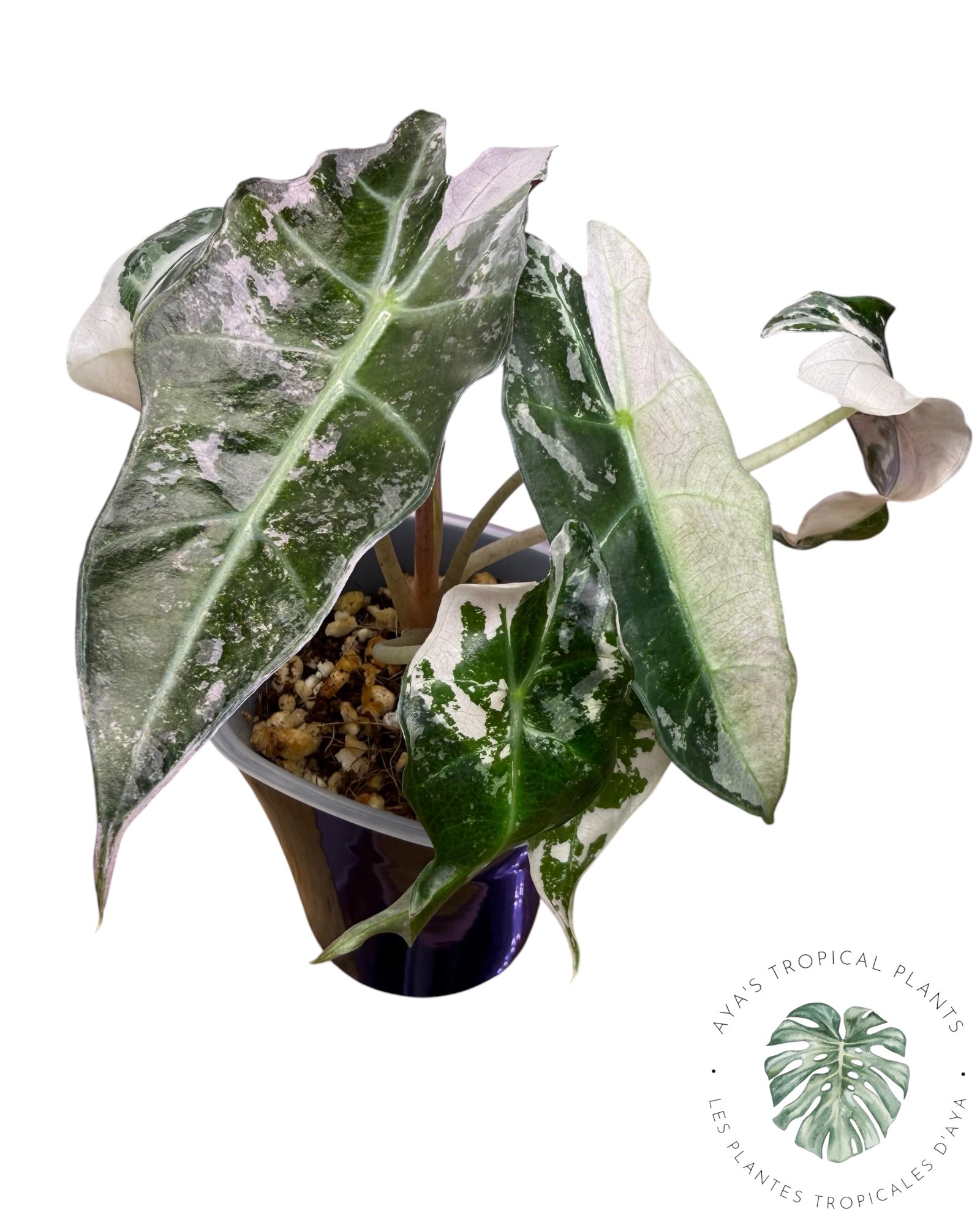 Alocasia Polly Pink Snowflake
