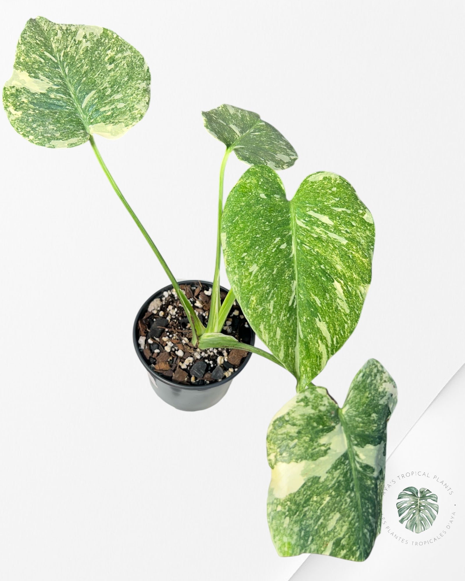 Monstera Legacy - 02