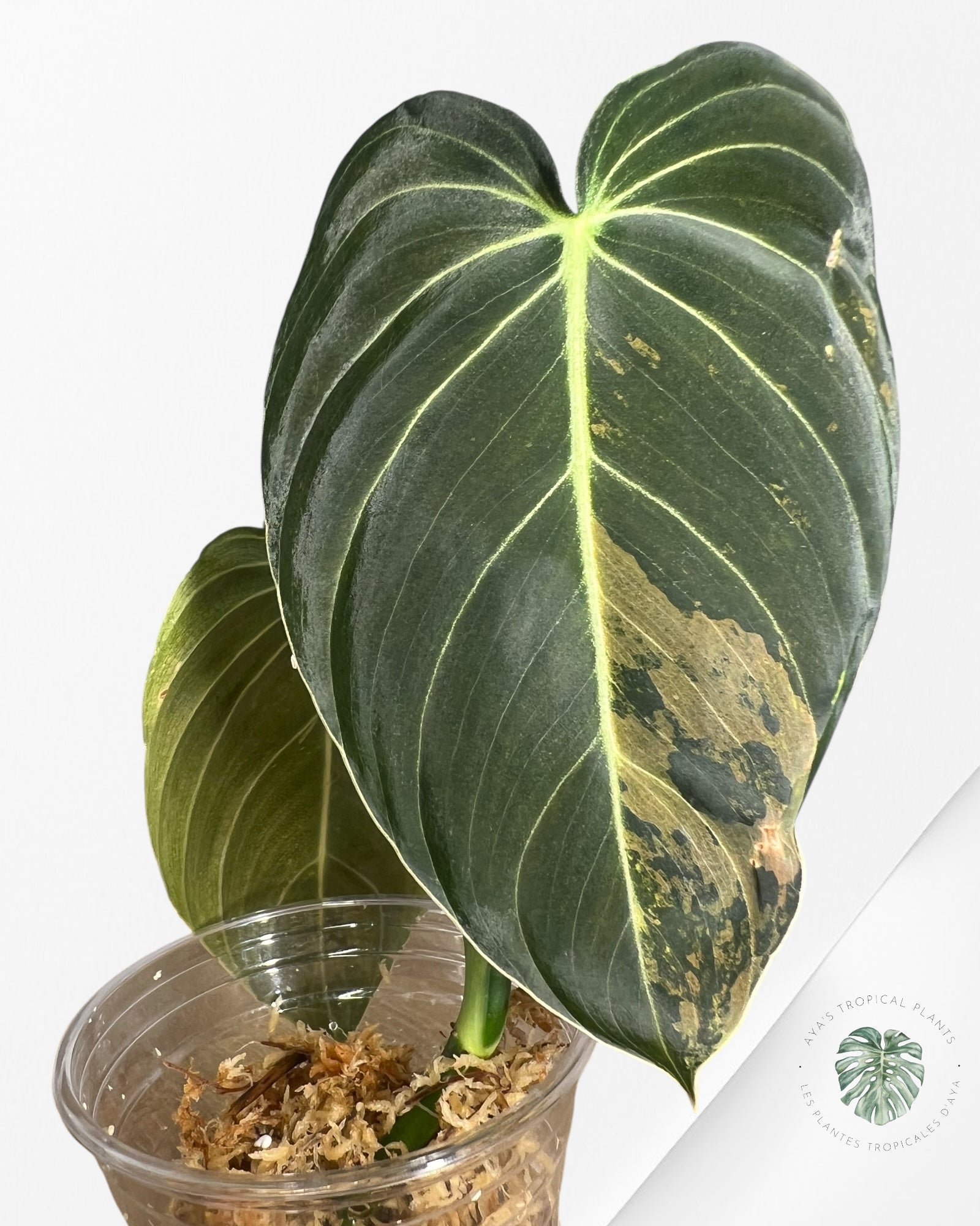 Philodendron melanocrysum variegated - F4