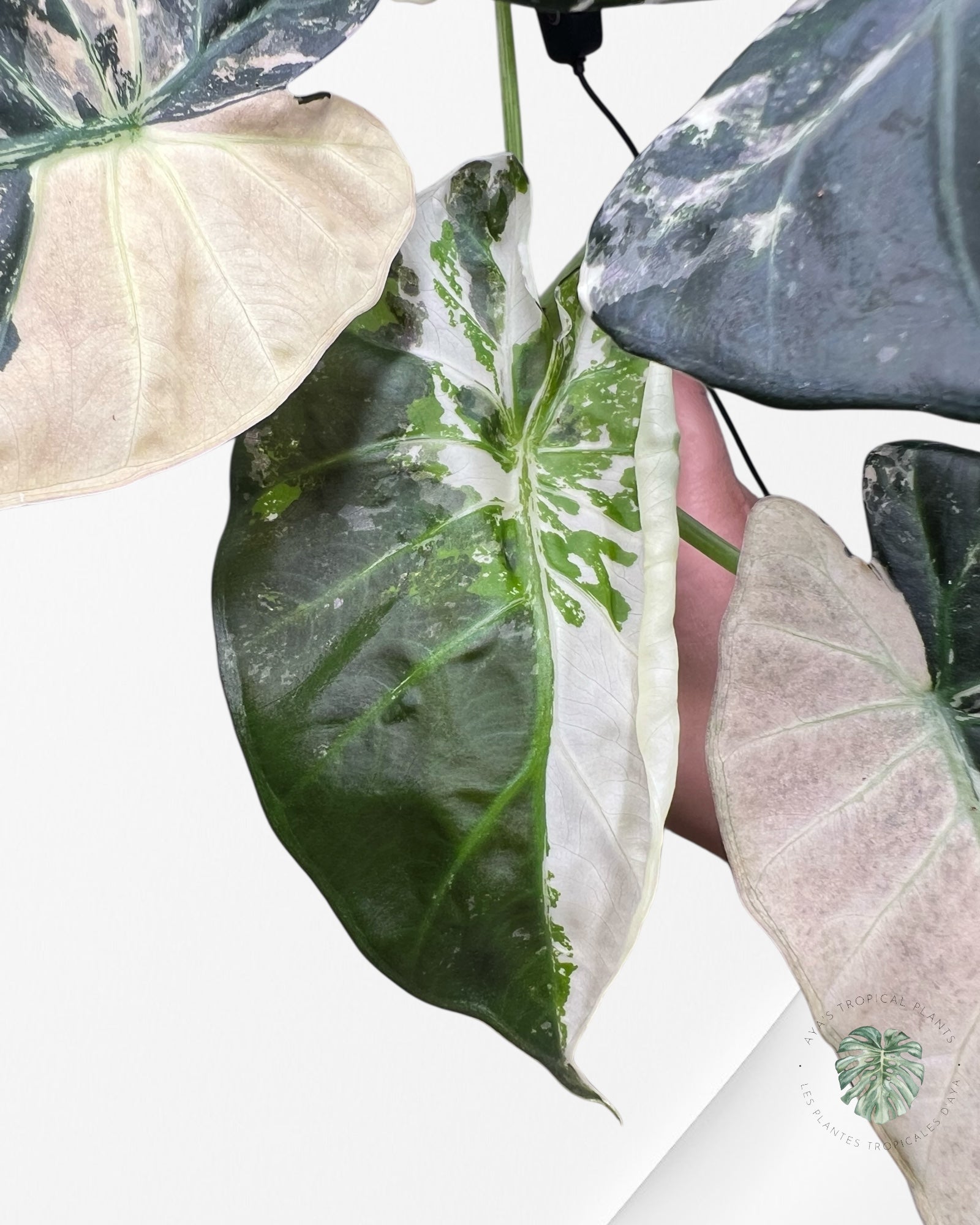 Alocasia Regal Shield Albo - 2