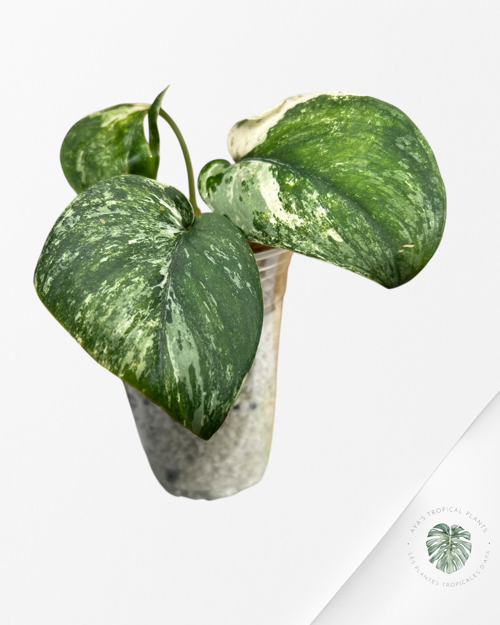 Scindapsus Unicorn-DI4