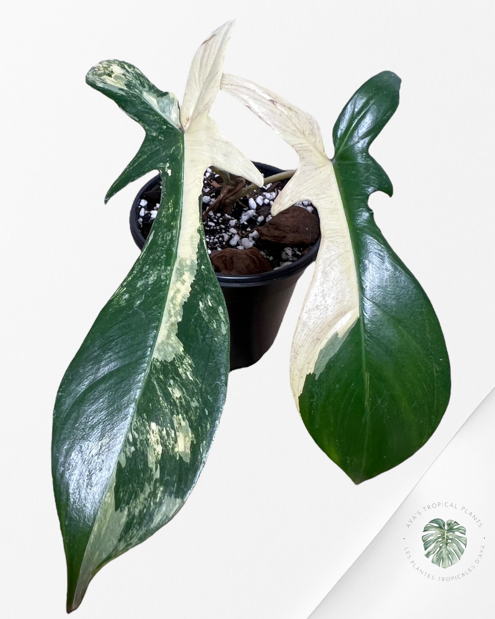 Philodendron Florida Beauty - JA16