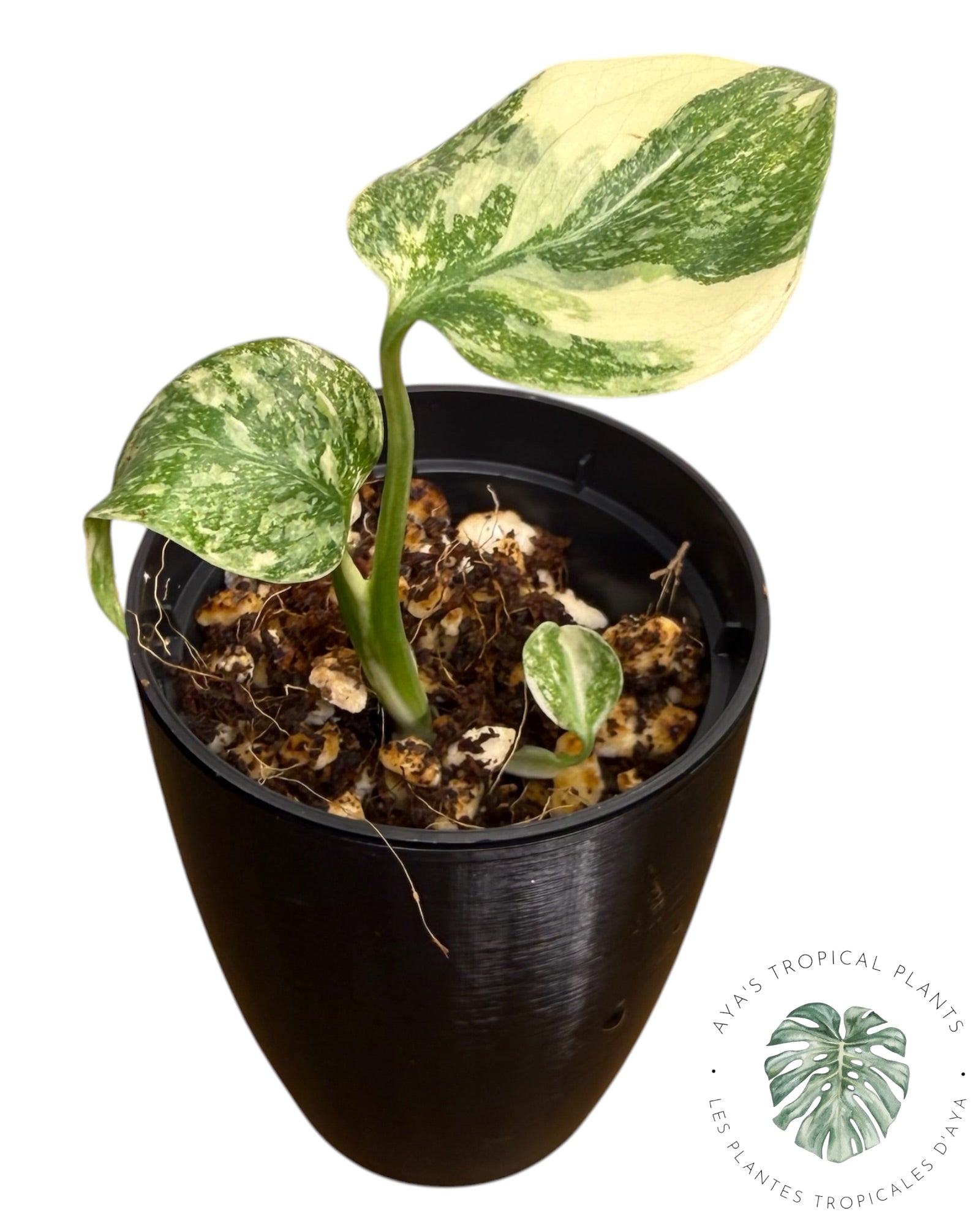 Monstera Thai Platinum