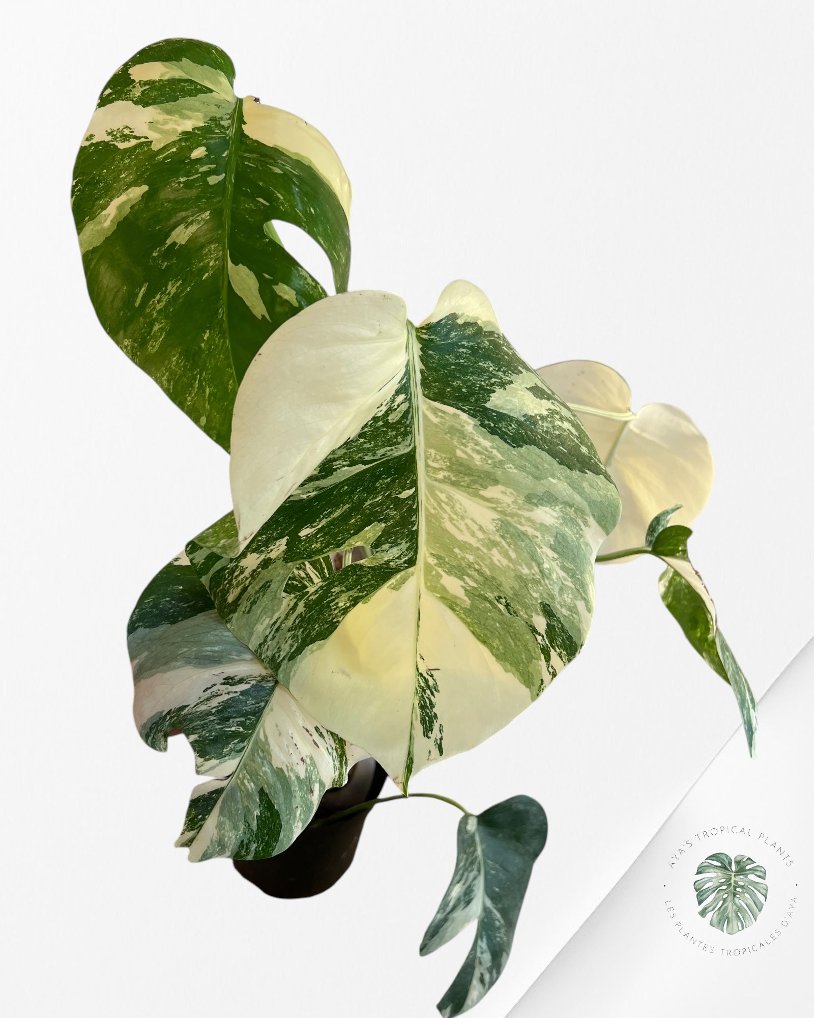 Monstera  Borsigiana Albo-JA900