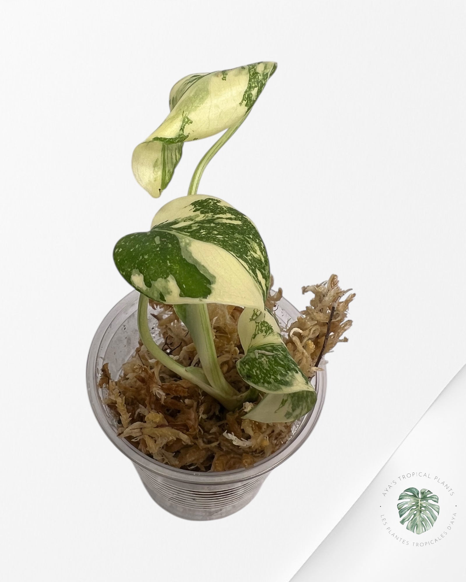 Monstera Thai Constellation Creme Brûlée - 04