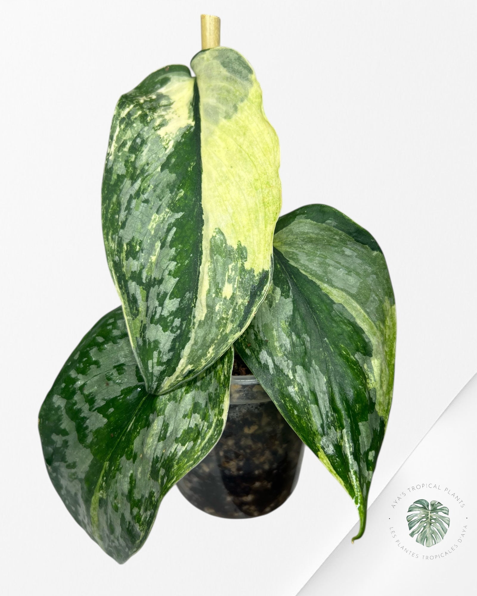 Scindapsus Exotica Tricolore - SET3