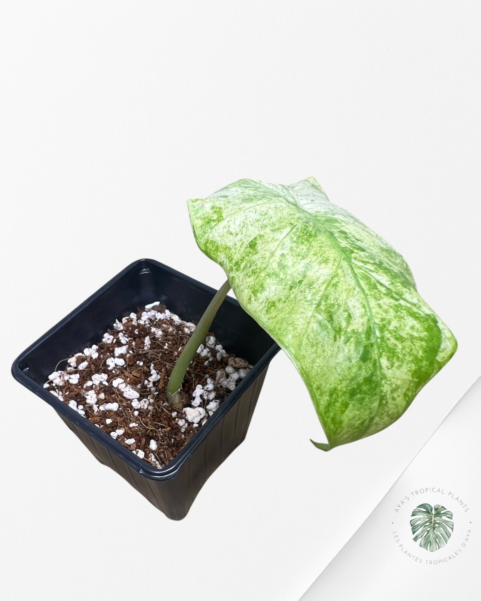 Alocasia Macrorrhiza Splash -SPH