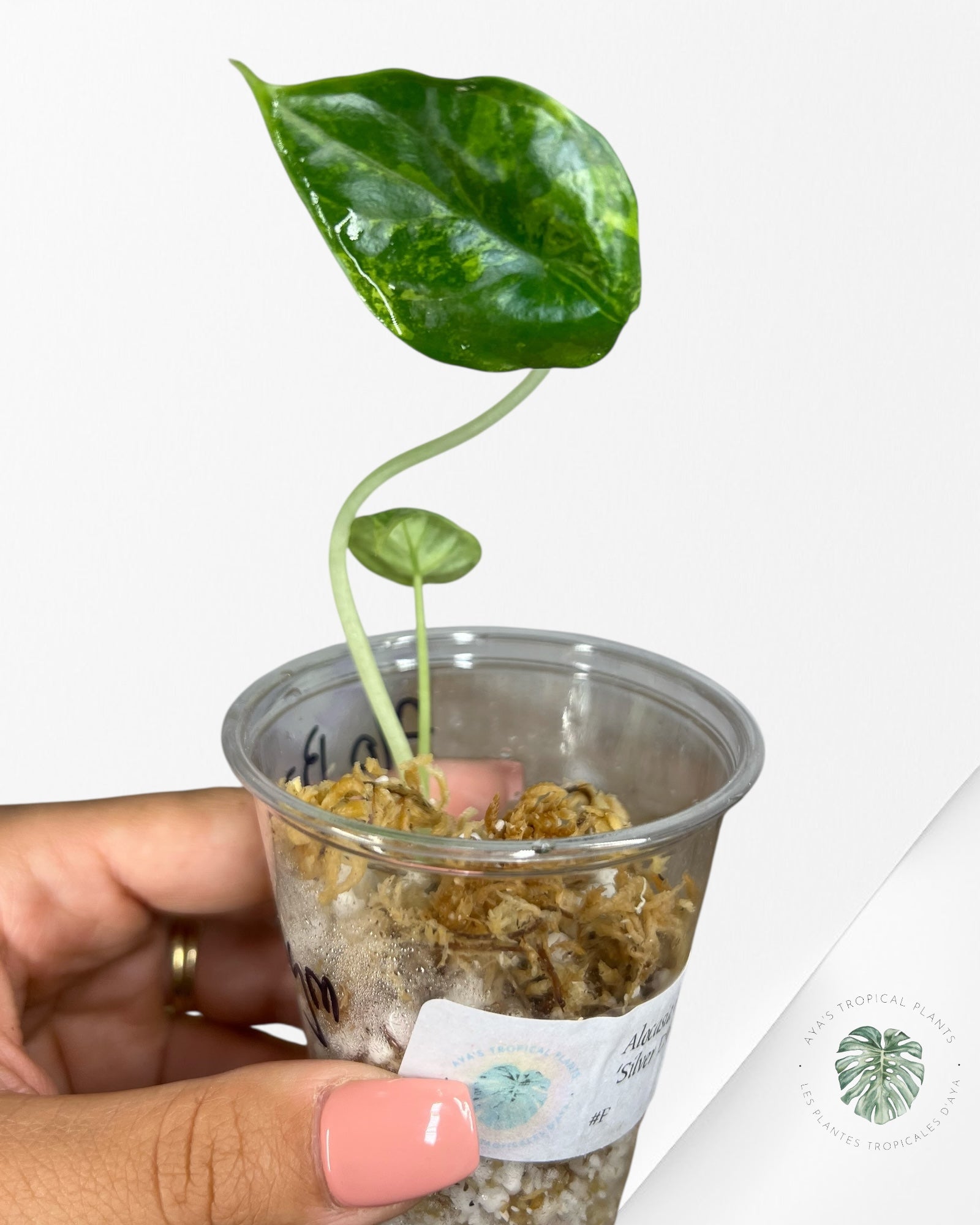 Alocasia Silver Dragon Variegated (Aurea) - TC30