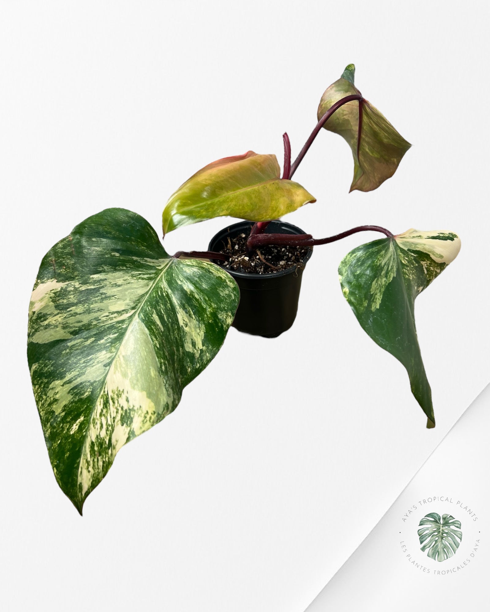 Philodendron Strawberry Shake - ME2