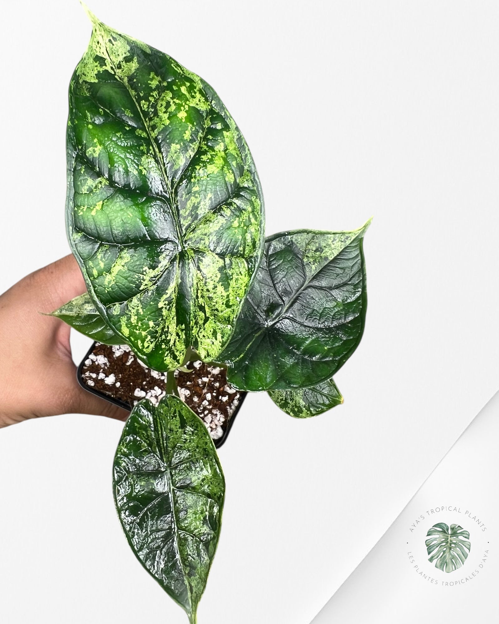 Alocasia Dragon Scale Mint - 92