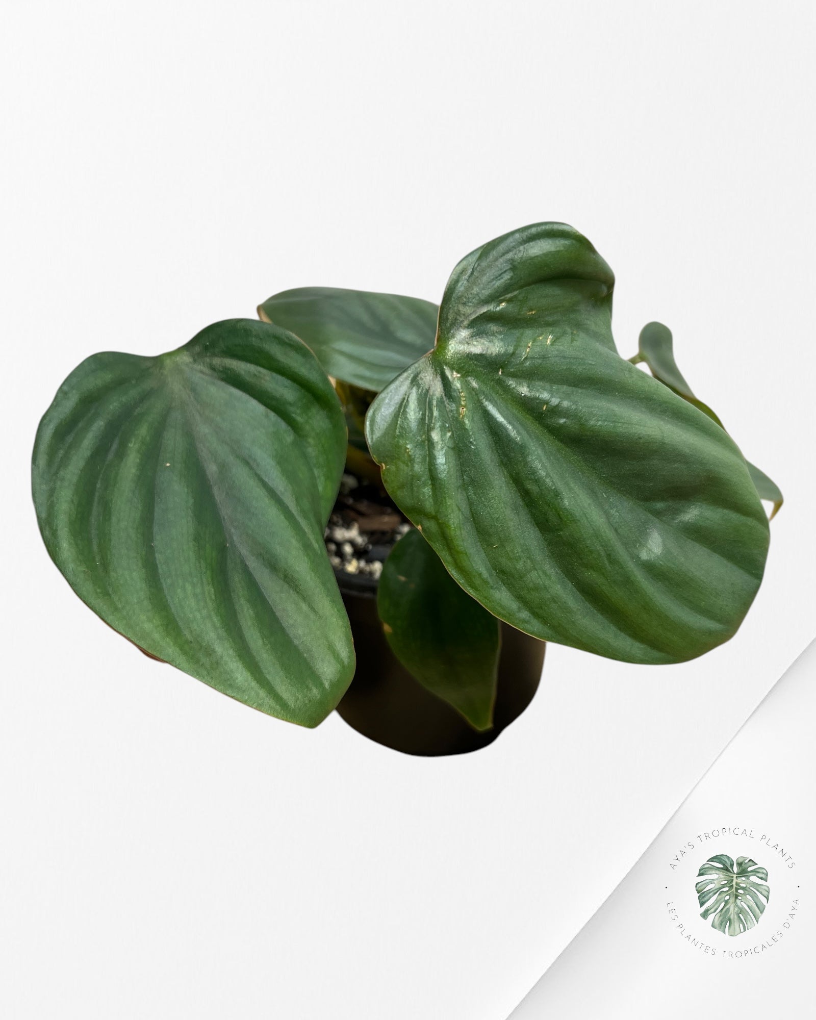 Philodendron Colombie - 01