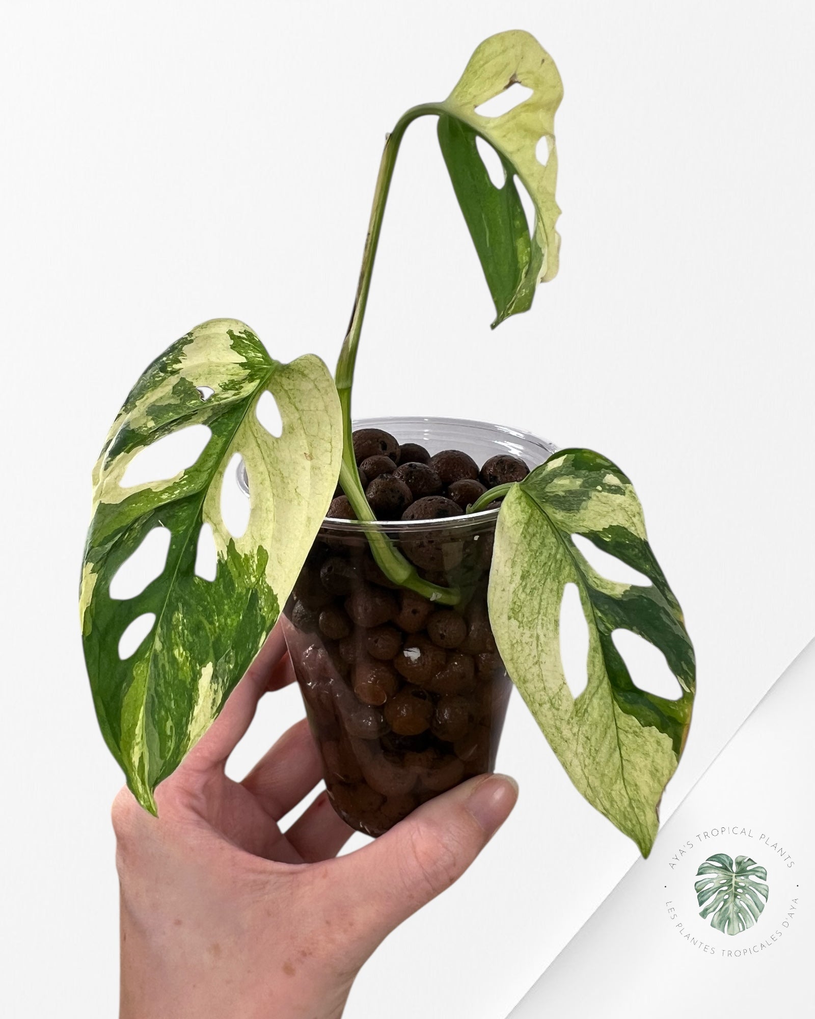 Monstera Acuminata Albo - E