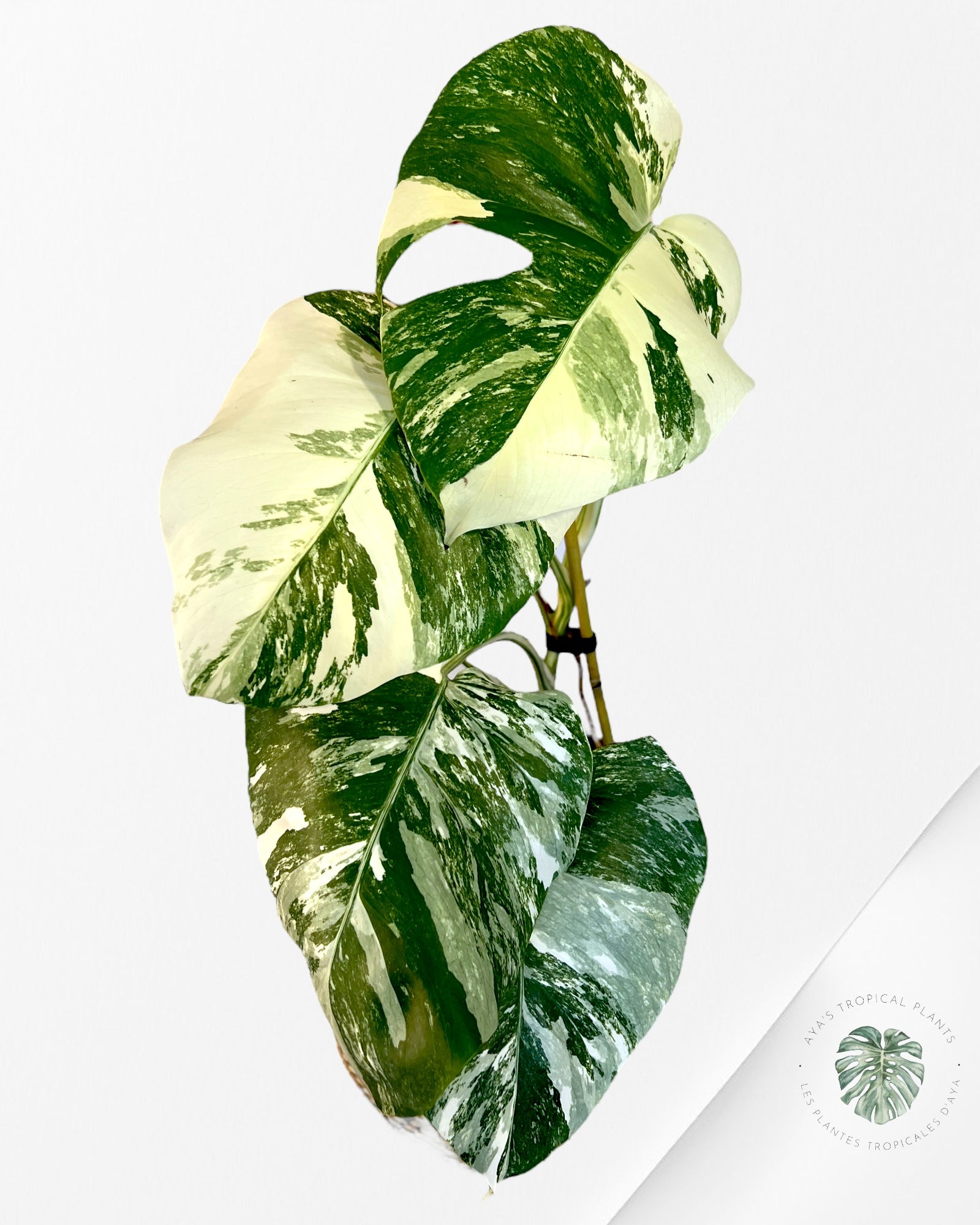 Monstera Borsigiana Albo-JA8