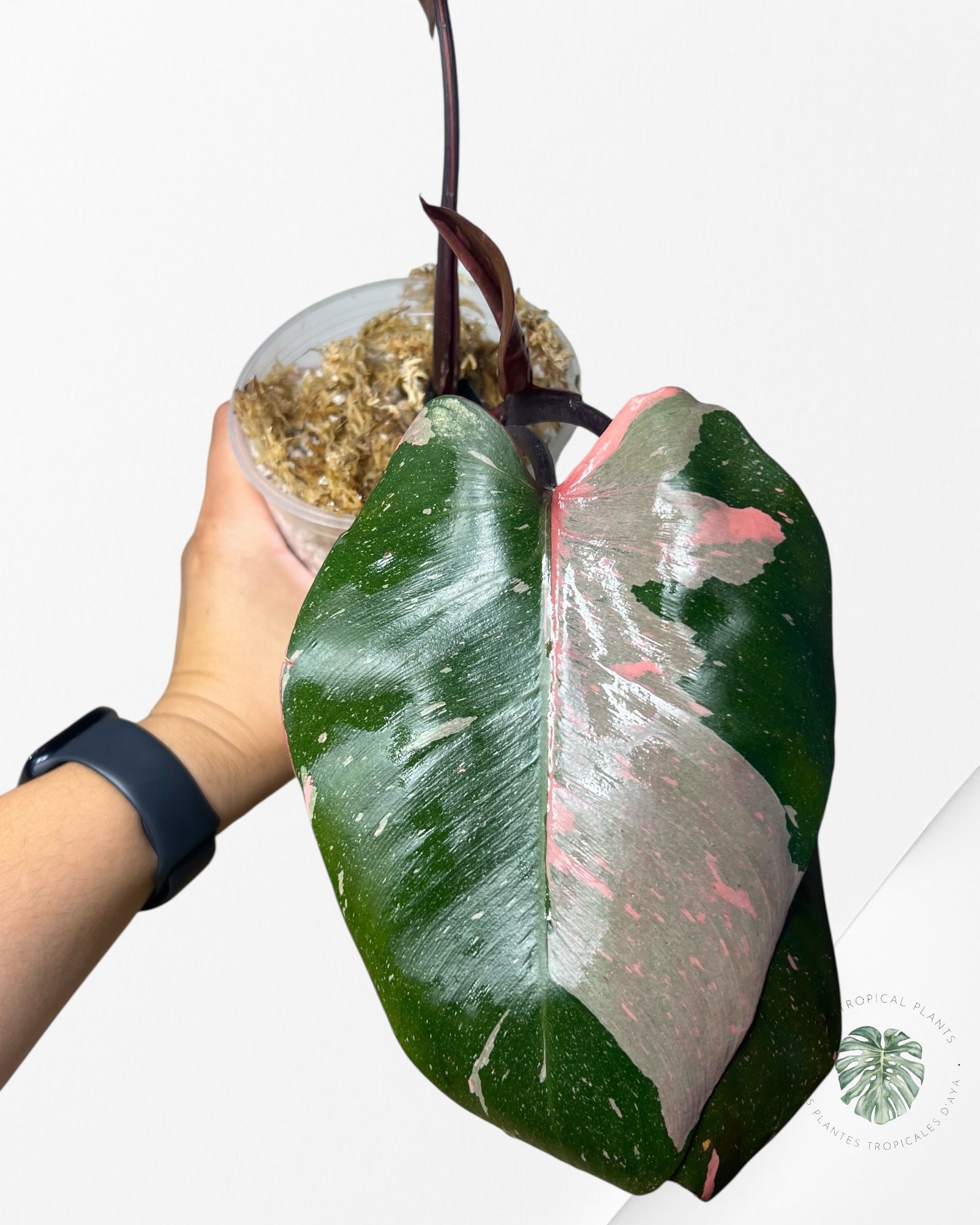 Philodendron Pink Princess  Marble King - N