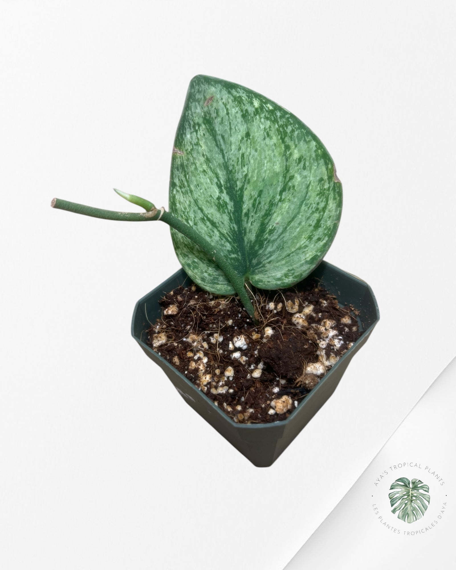 Scindapsus Silver Knight Aurea - VE3
