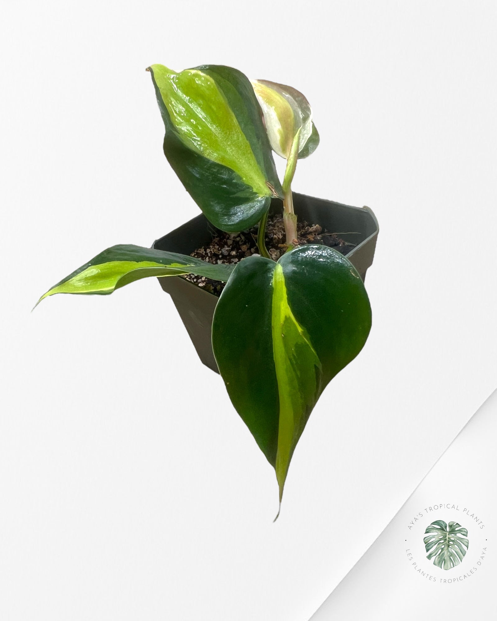 Philodendron cream splash - S3